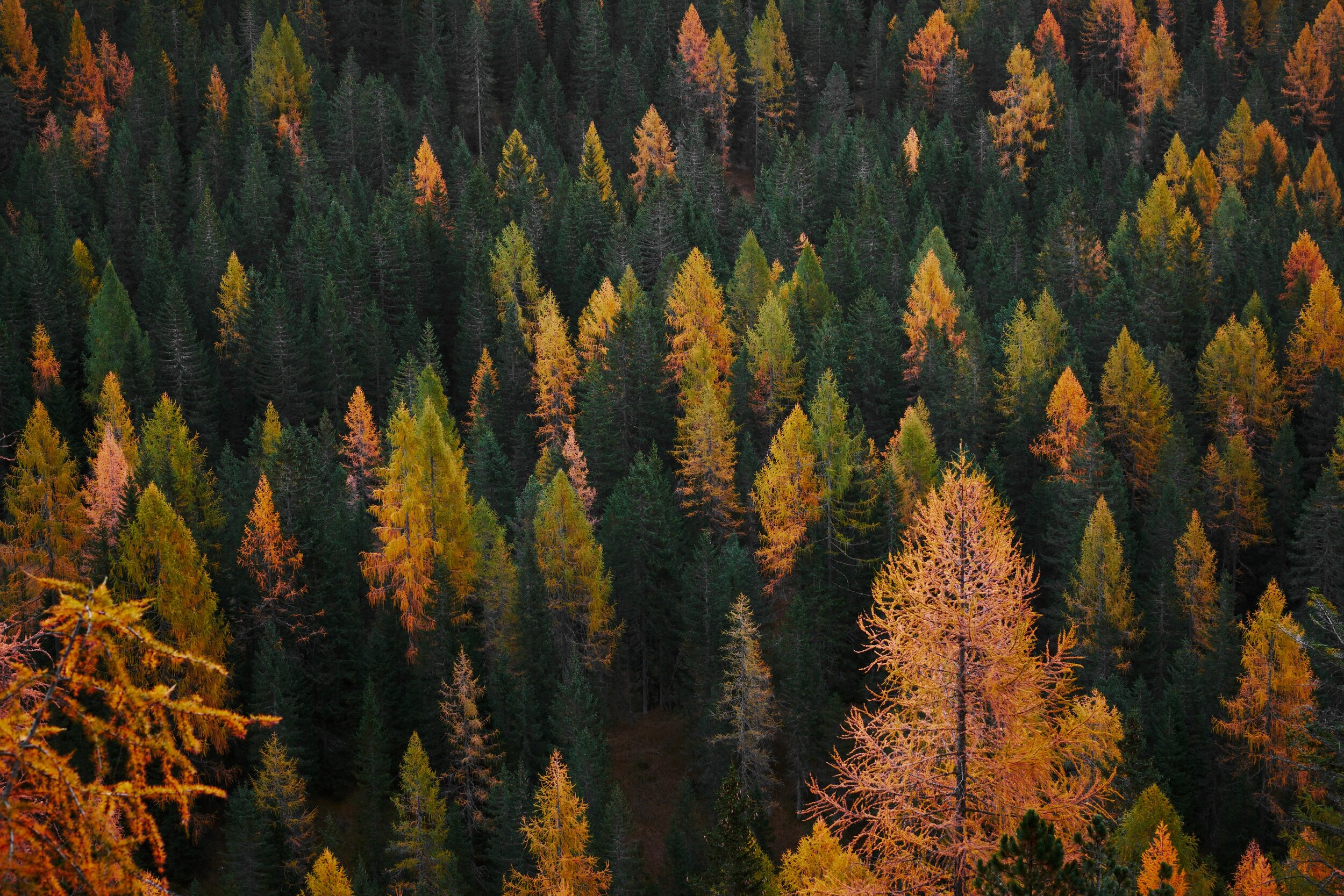 Fall of the Year