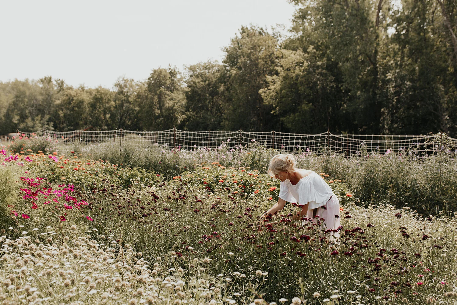 Miss Millie's Flower Farm Miss Millie's Flower Farm