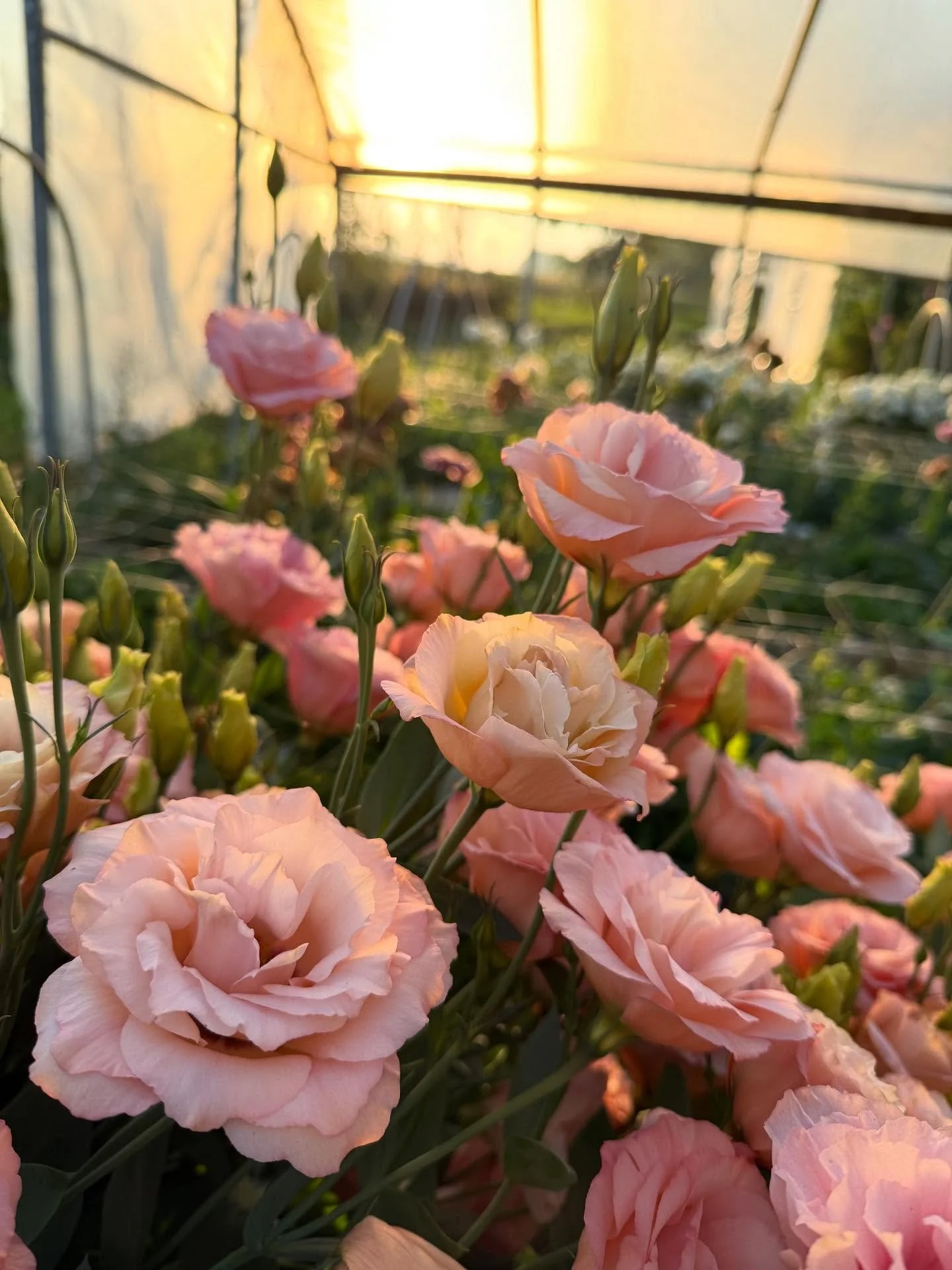 The Lisianthus are still going strong with a second flush just around the corner 🥰