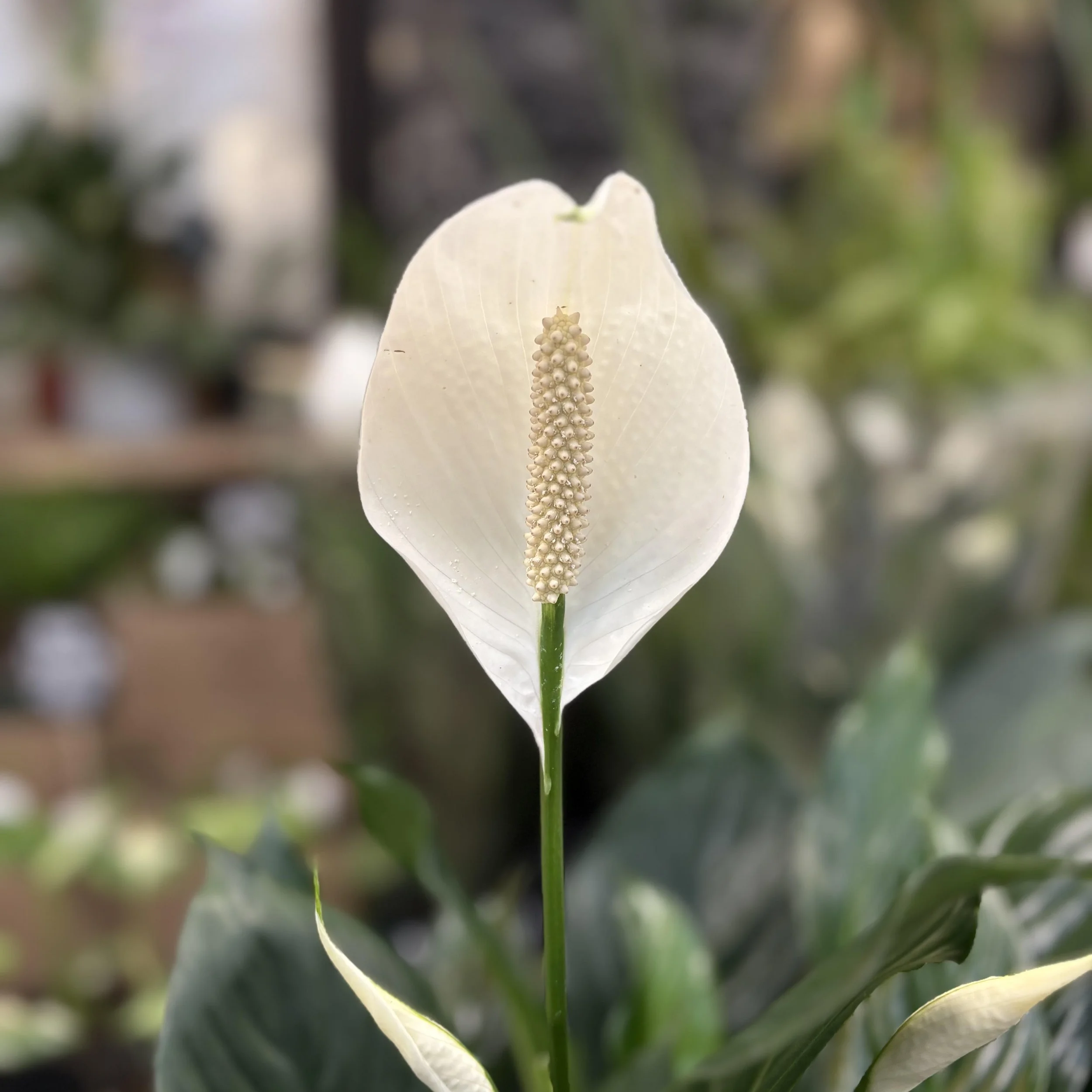 Valentine's Day Plants