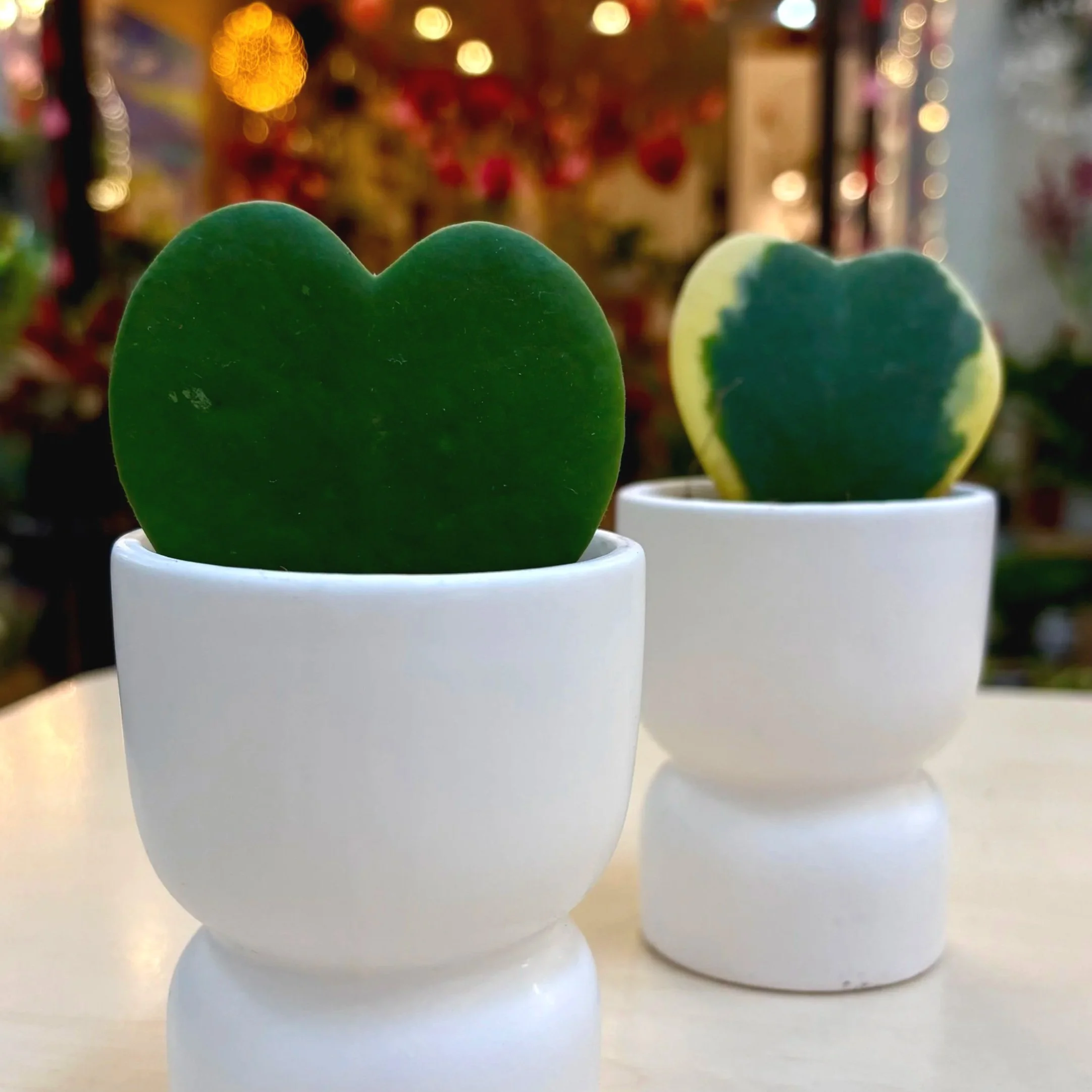 Valentine's Day Plants