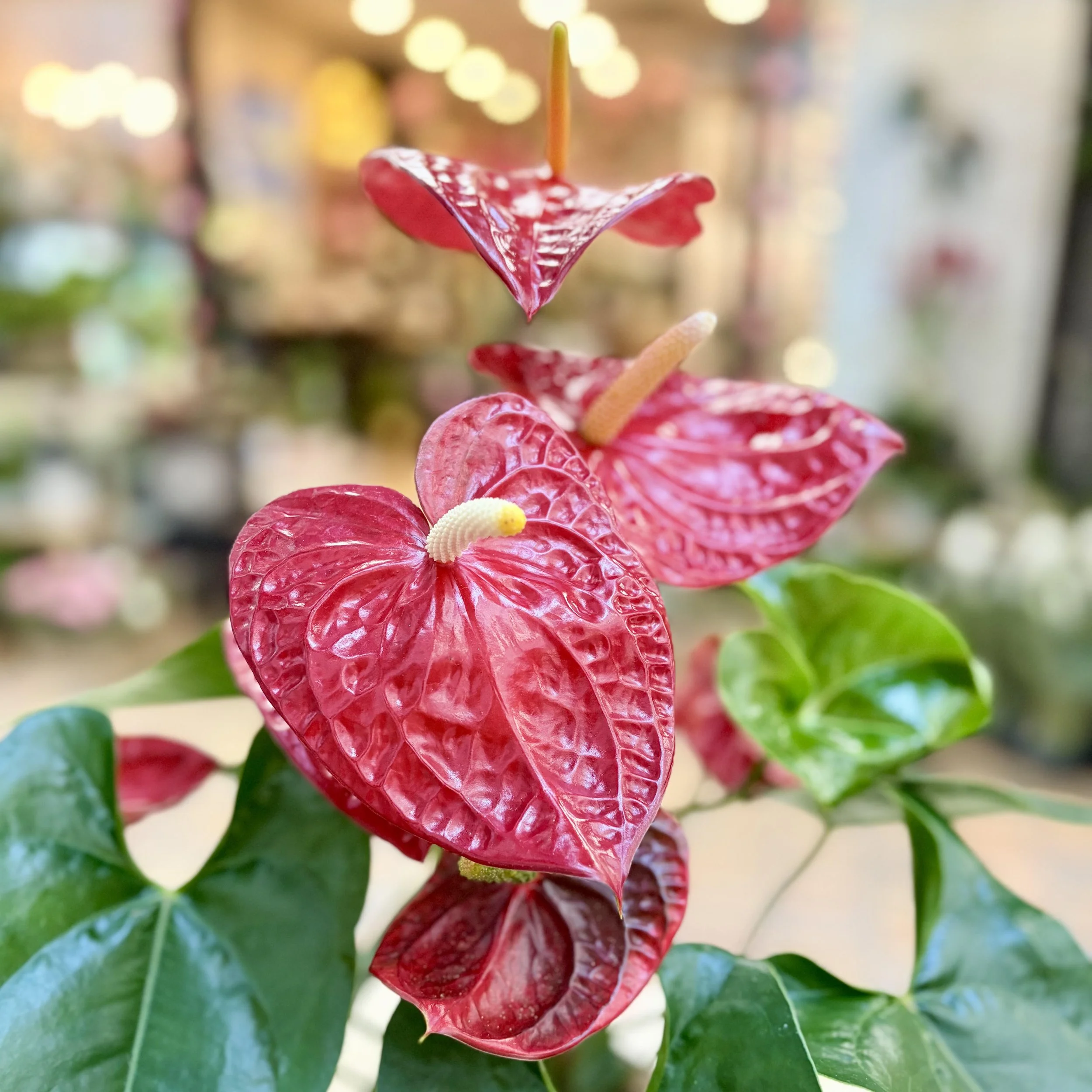 Valentine's Day Plants