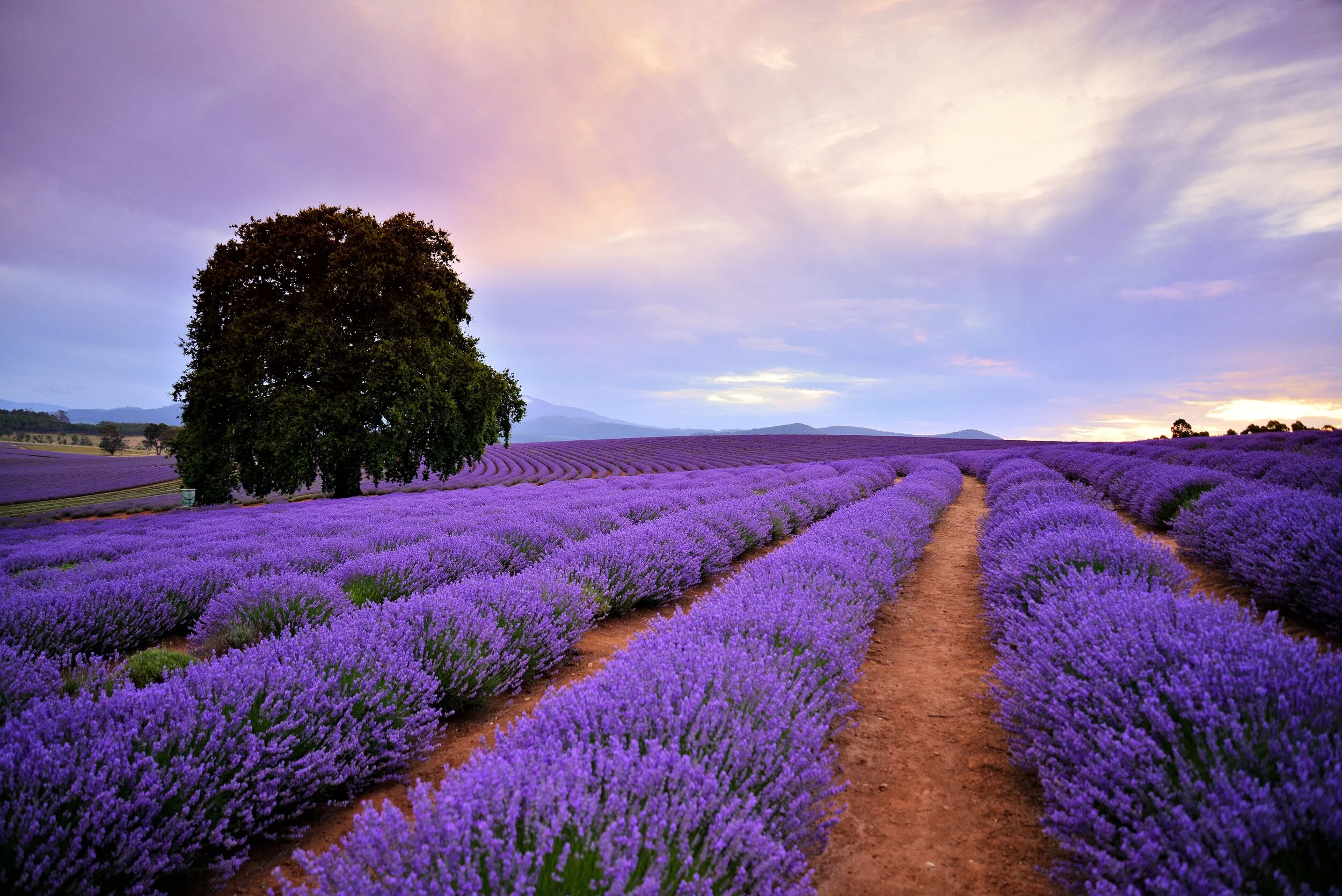 Lavender field with rows of purple flowers and a large tree under a colorful sunset sky.