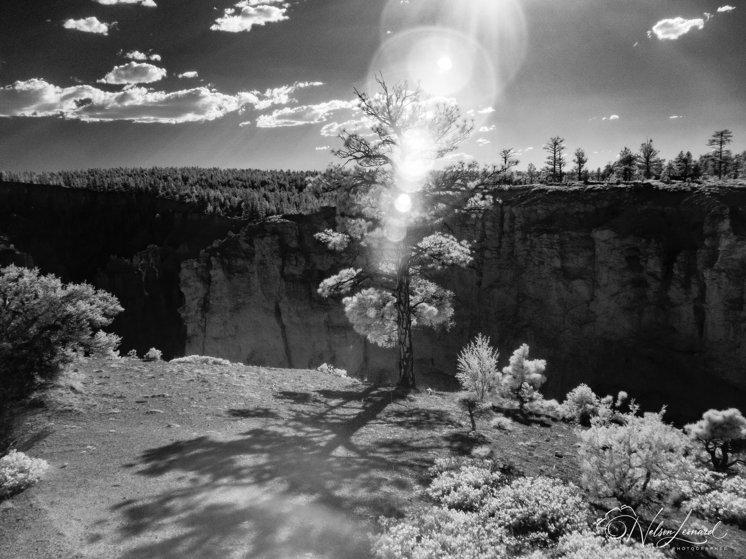 Bryce Canyon Infrared-121.jpg
