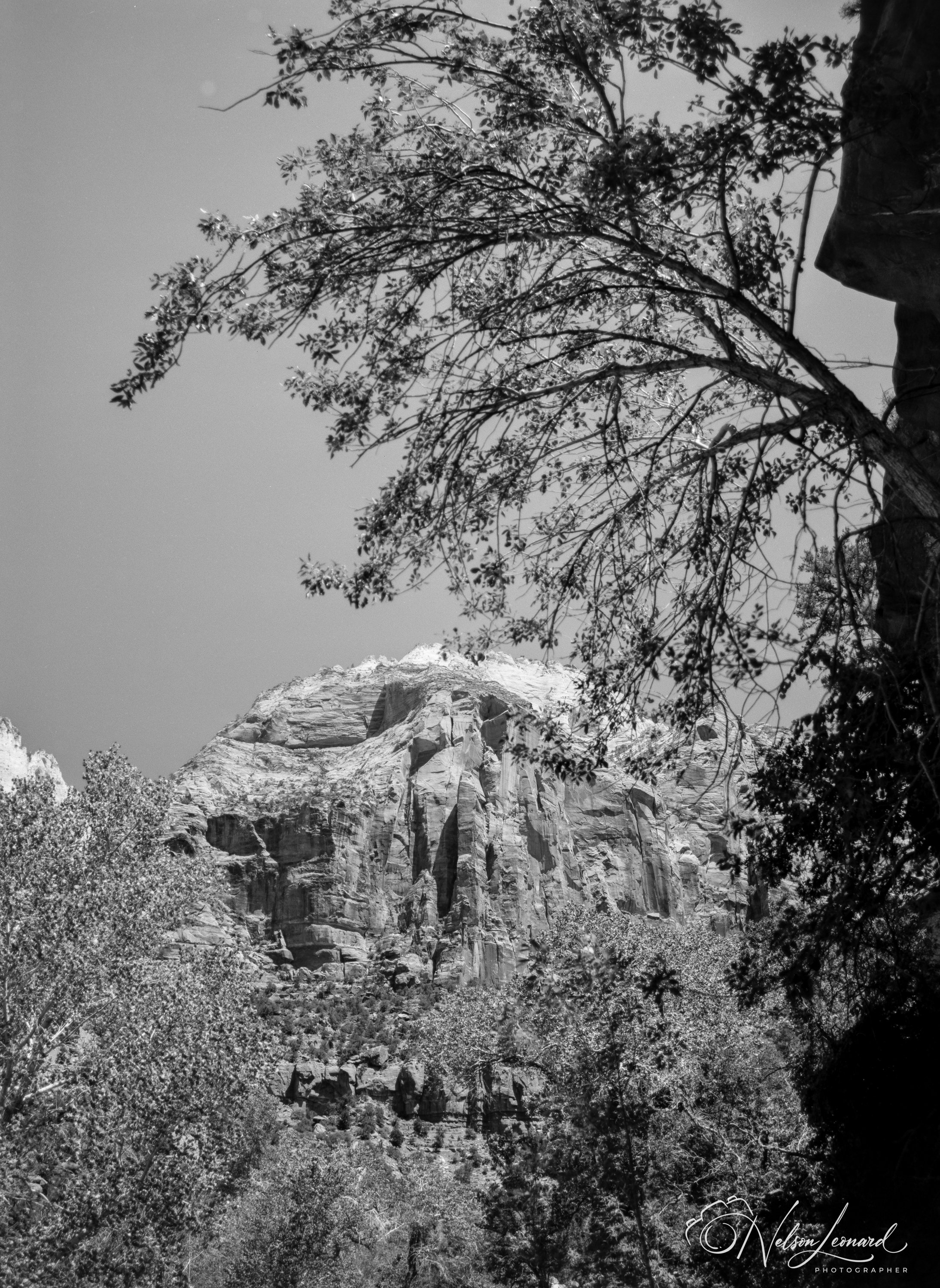 Zion NP 120PanF-105.jpg