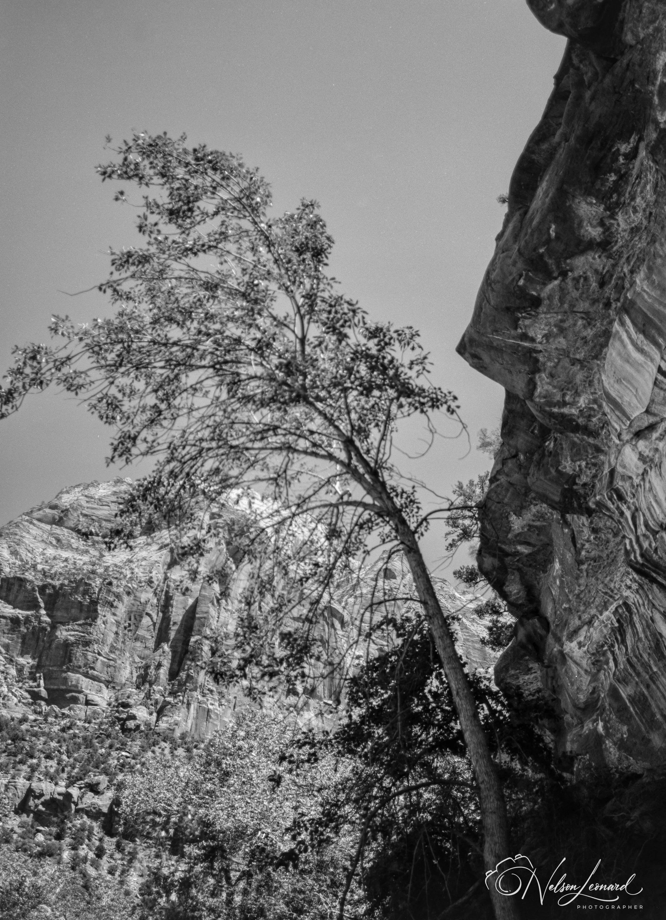Zion NP 120PanF-107.jpg