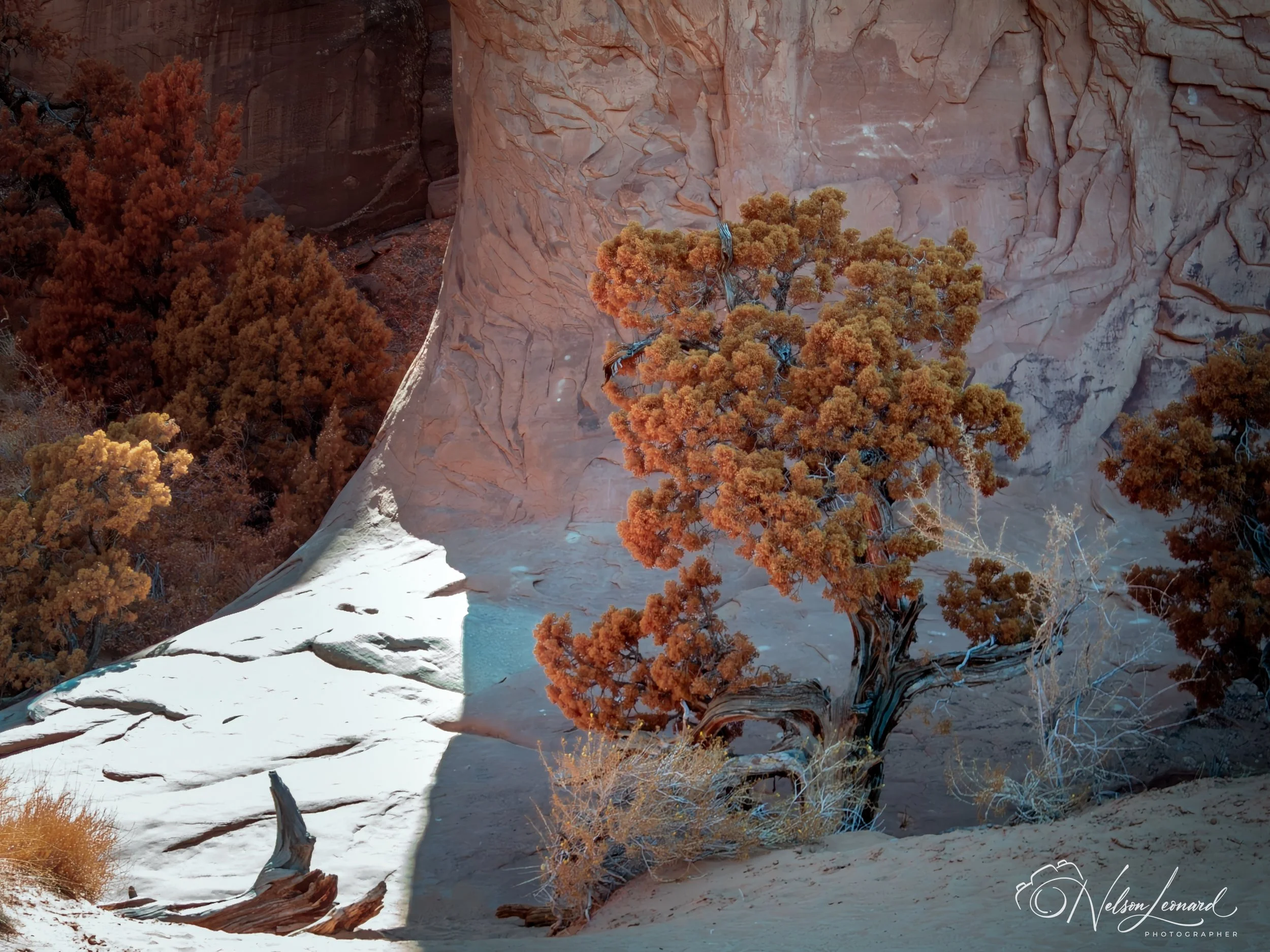 Arches NP Infrared-106.jpg