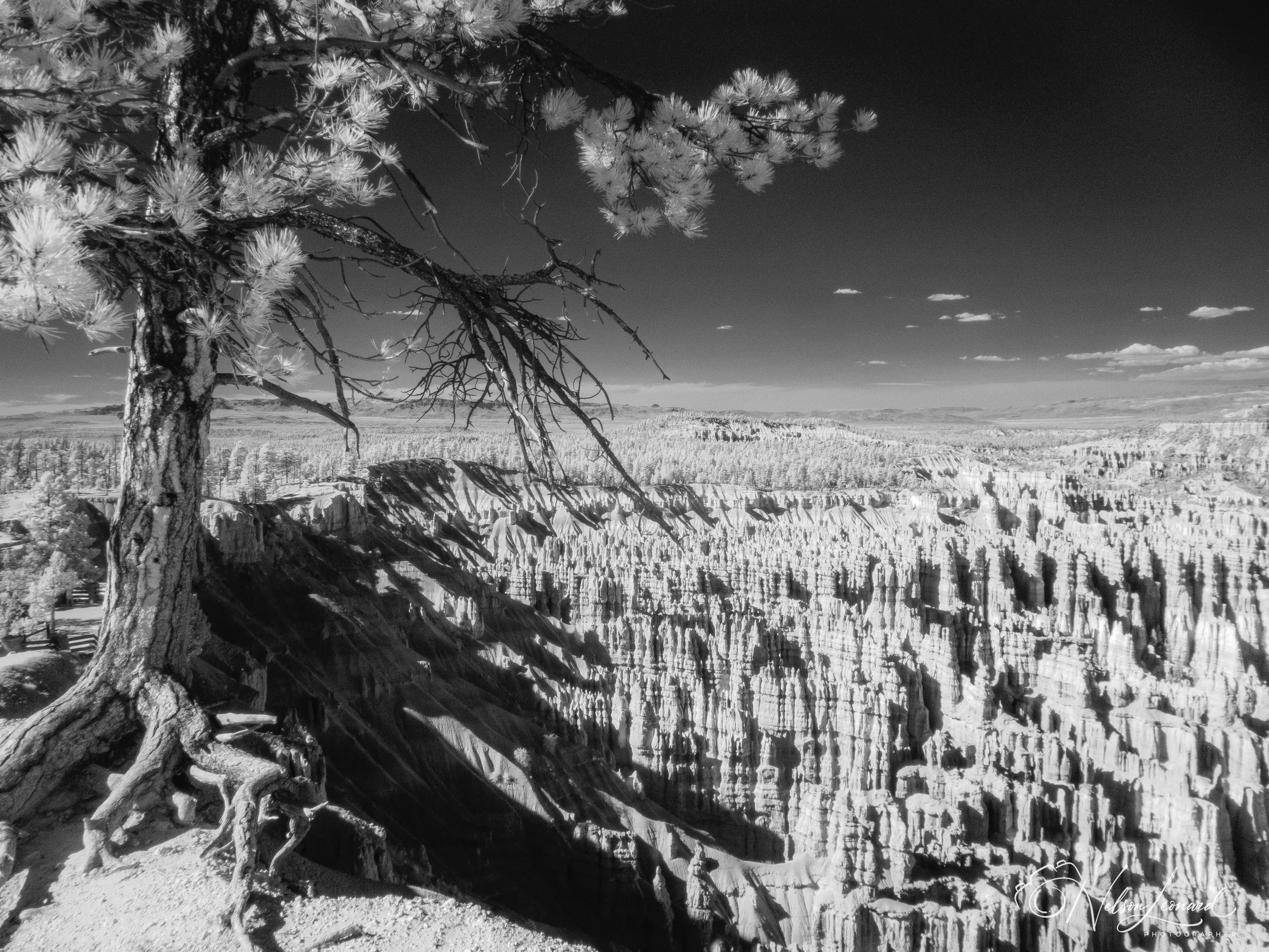 Bryce Canyon Infrared-103.jpg