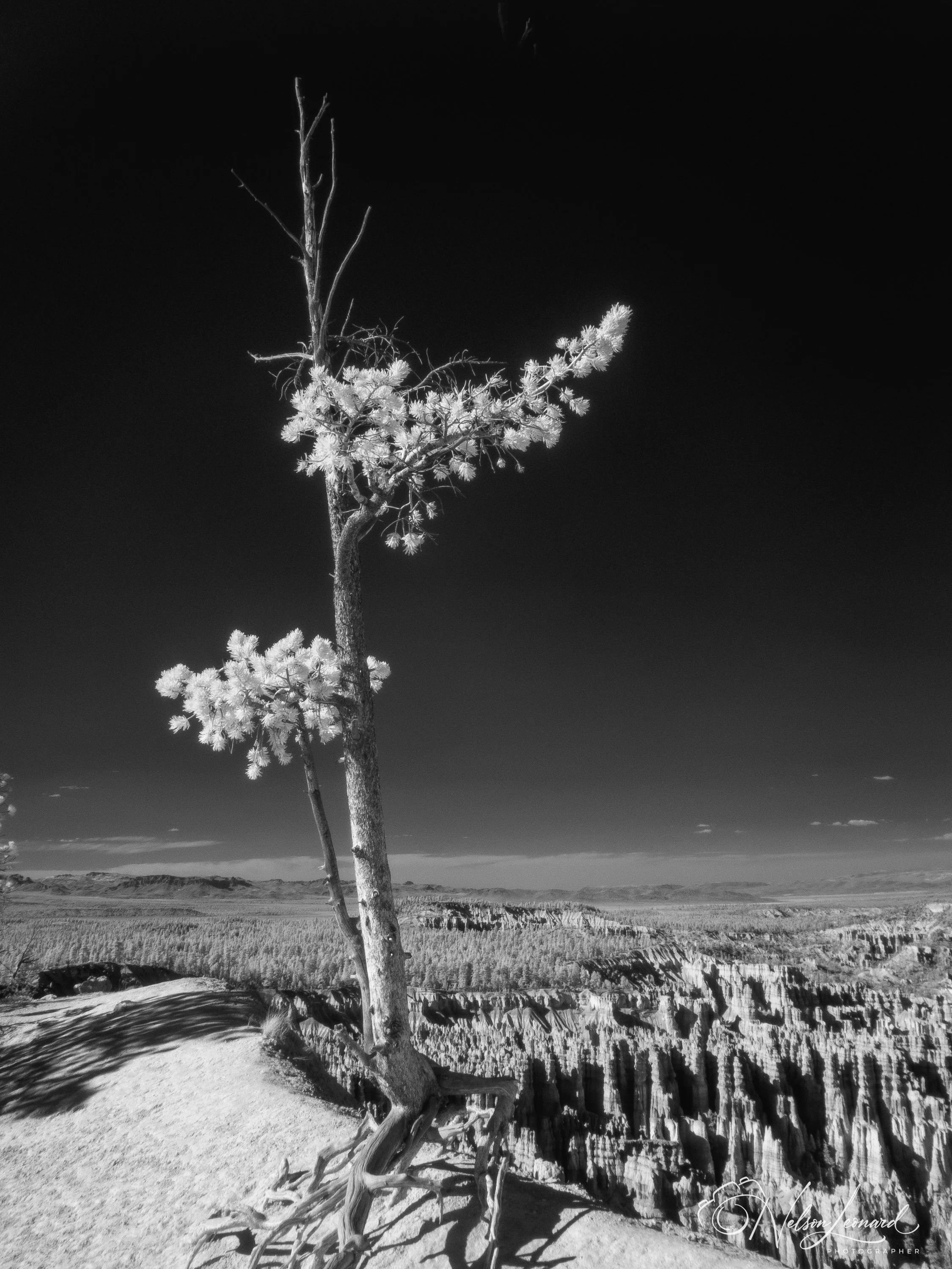 Bryce Canyon Infrared-109.jpg