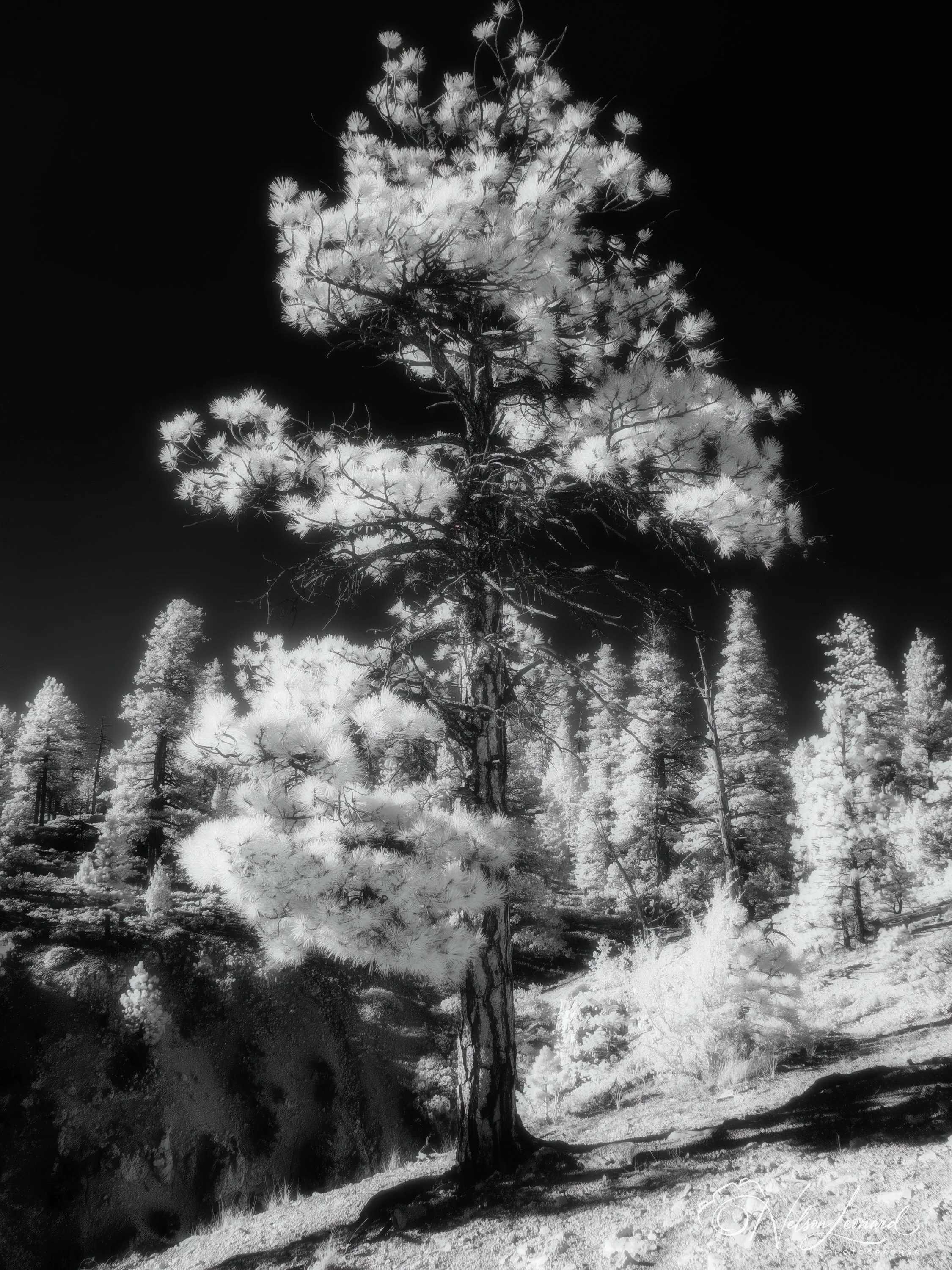 Bryce Canyon Infrared-124.jpg