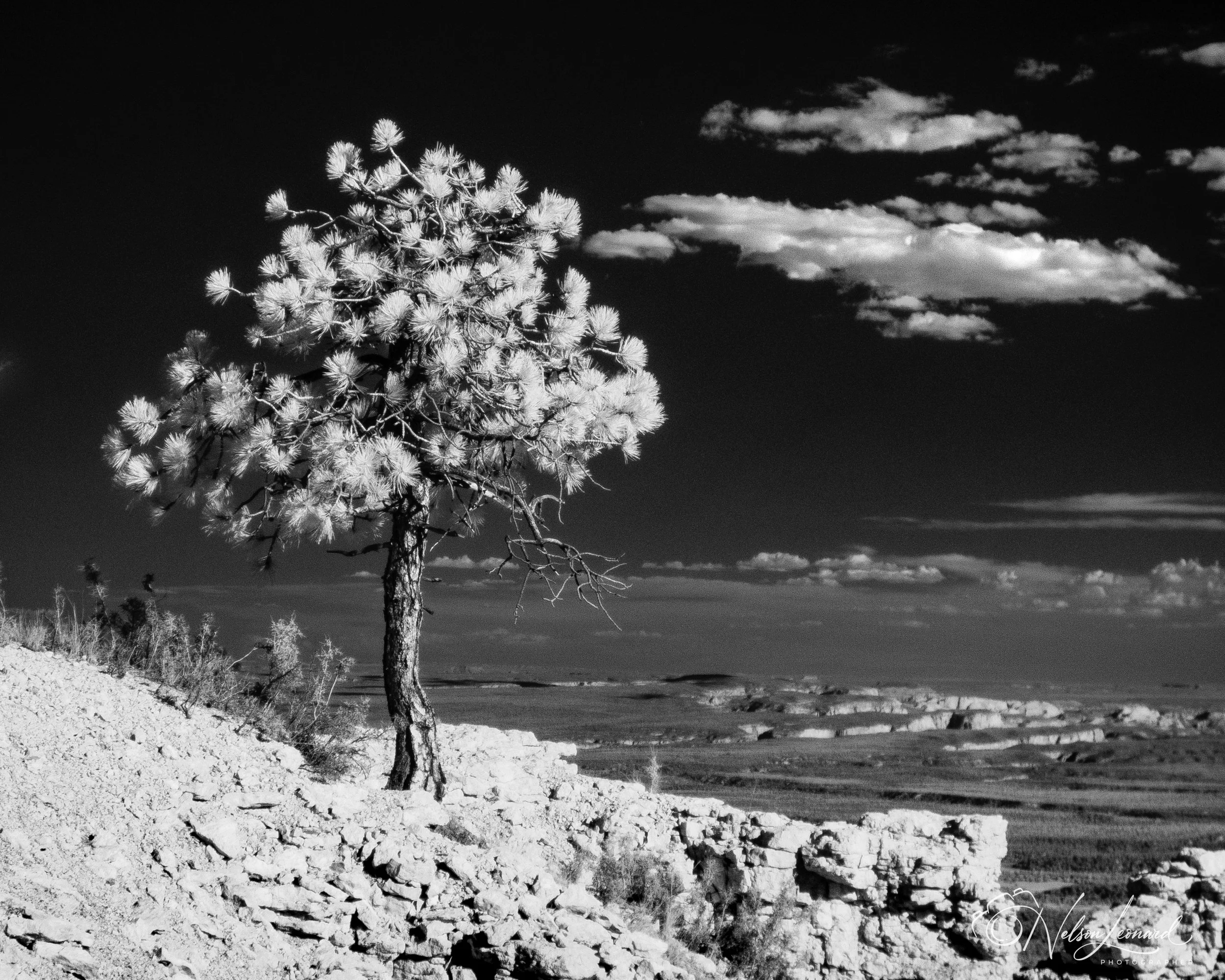 Bryce Canyon Infrared-126.jpg