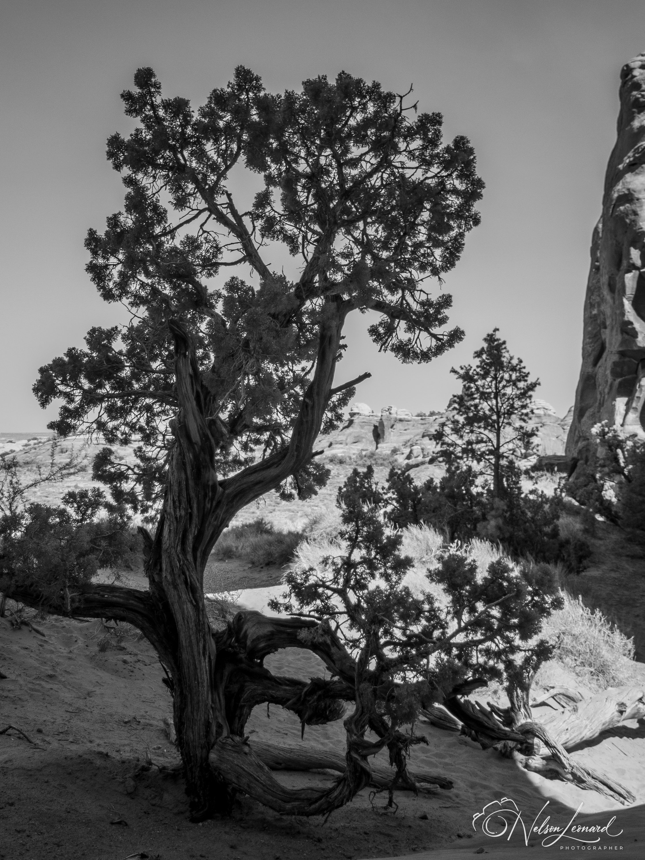 Arches NP Infrared-112.jpg