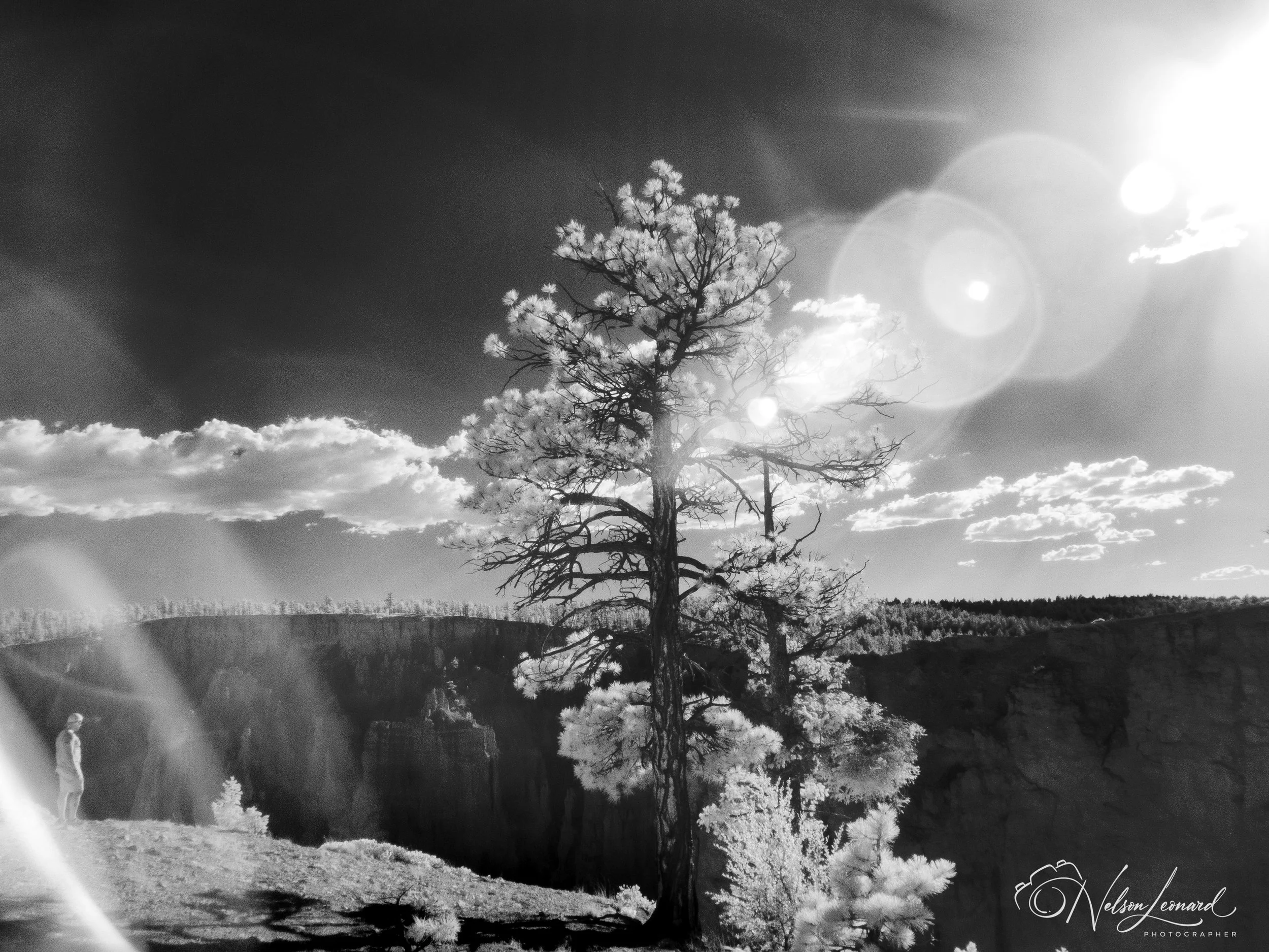 Bryce Canyon Infrared-122.jpg