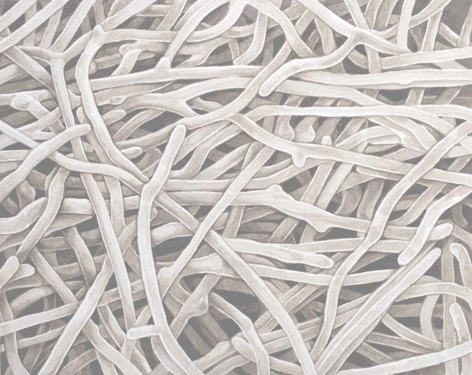 Collin_tangles-min3.jpg