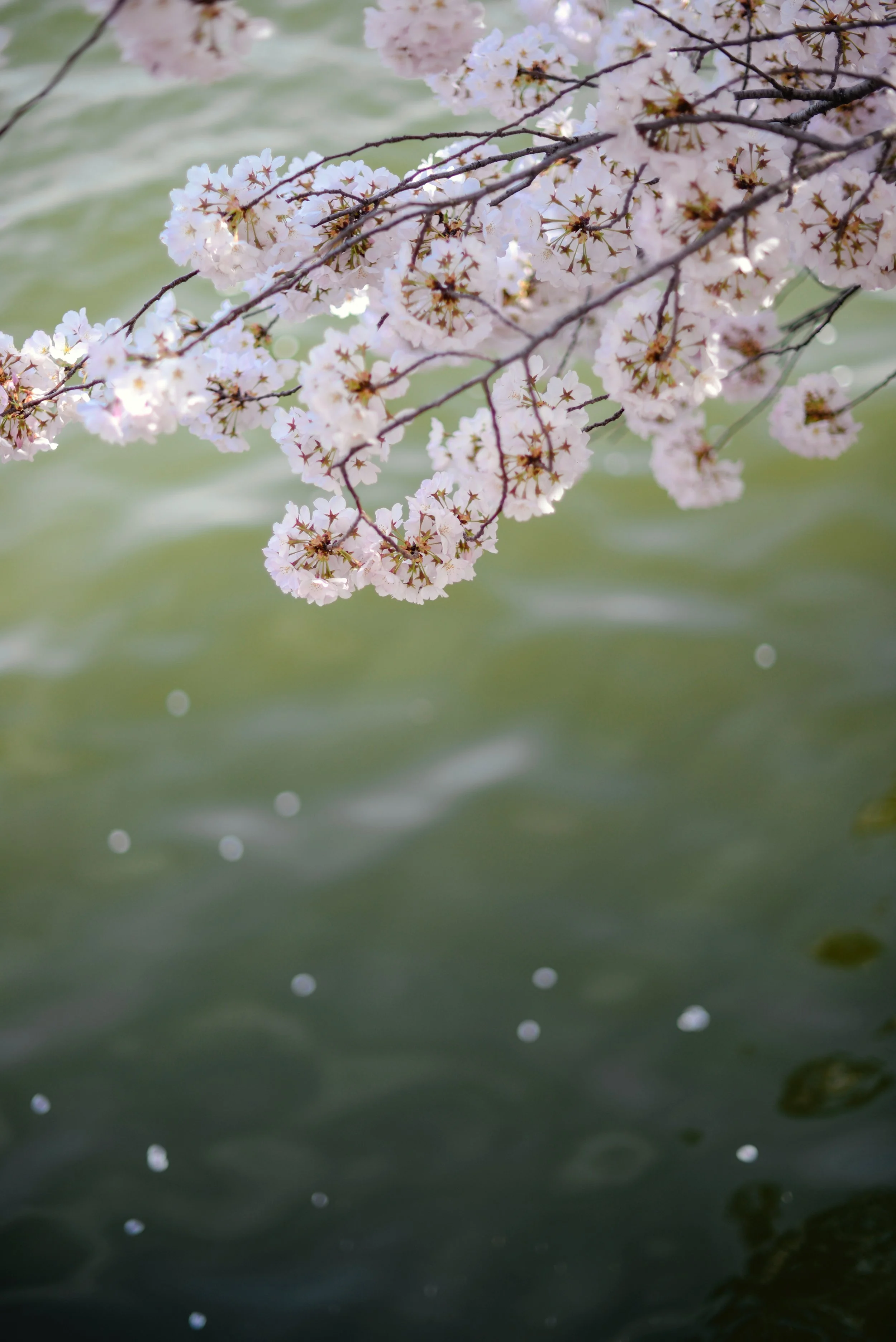 Cherry blossom branches over green water.