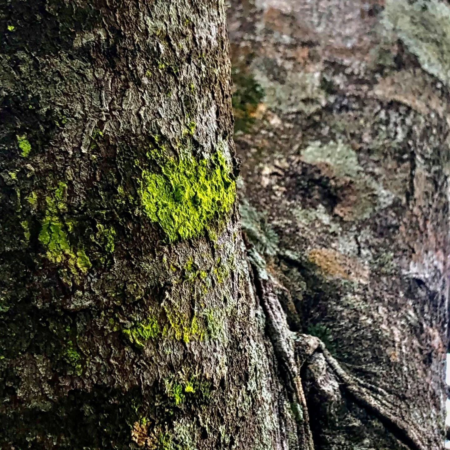 Hey friends. I've been absent for a little while, so here are a few #latergrams to catch you up. Here's a beautiful #green #lichen or #fungi from a local forest walk. You can see how it has taken over the surface of the bark.

That's a little like ho