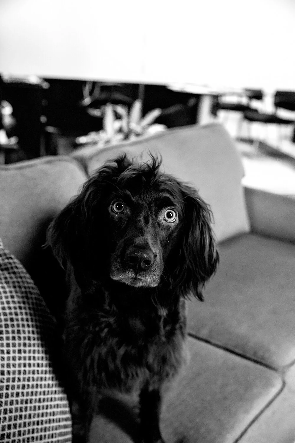 Canine Support Staff — CashattWarren Family Law Des Moines Divorce