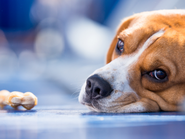 Budesonide Therapy For GI Disease In Dogs And Cats SCRIPTWORKS