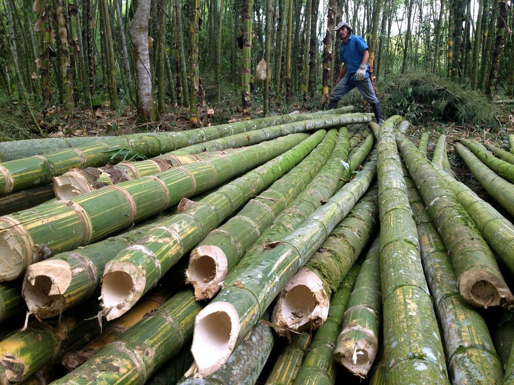 Guadua Bambú Recién Cortado