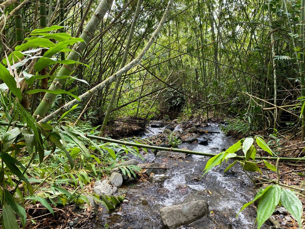 Guadua Bambú a lo Largo de una Quebrada