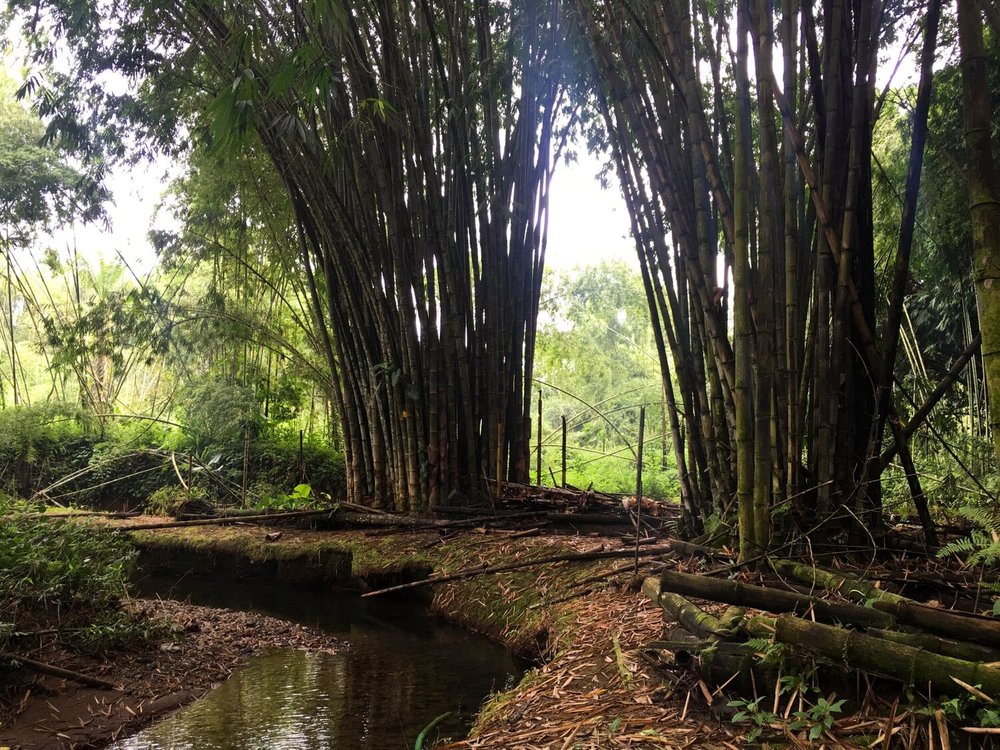 Bambú Dendrocalamus Produciendo Agua
