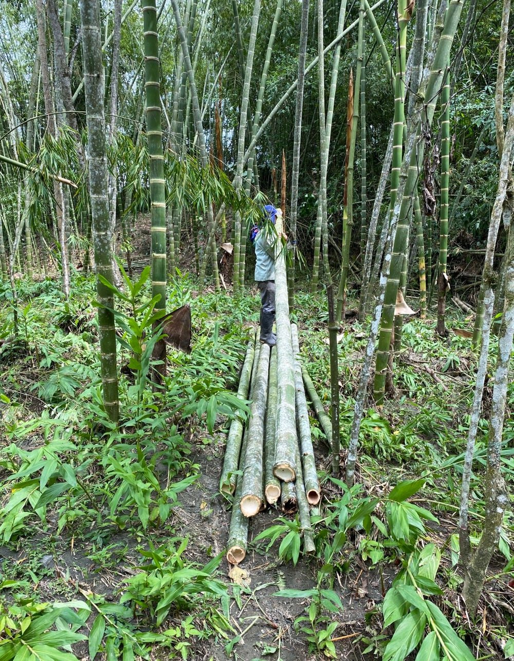 Cosecha de Guadua Bambú