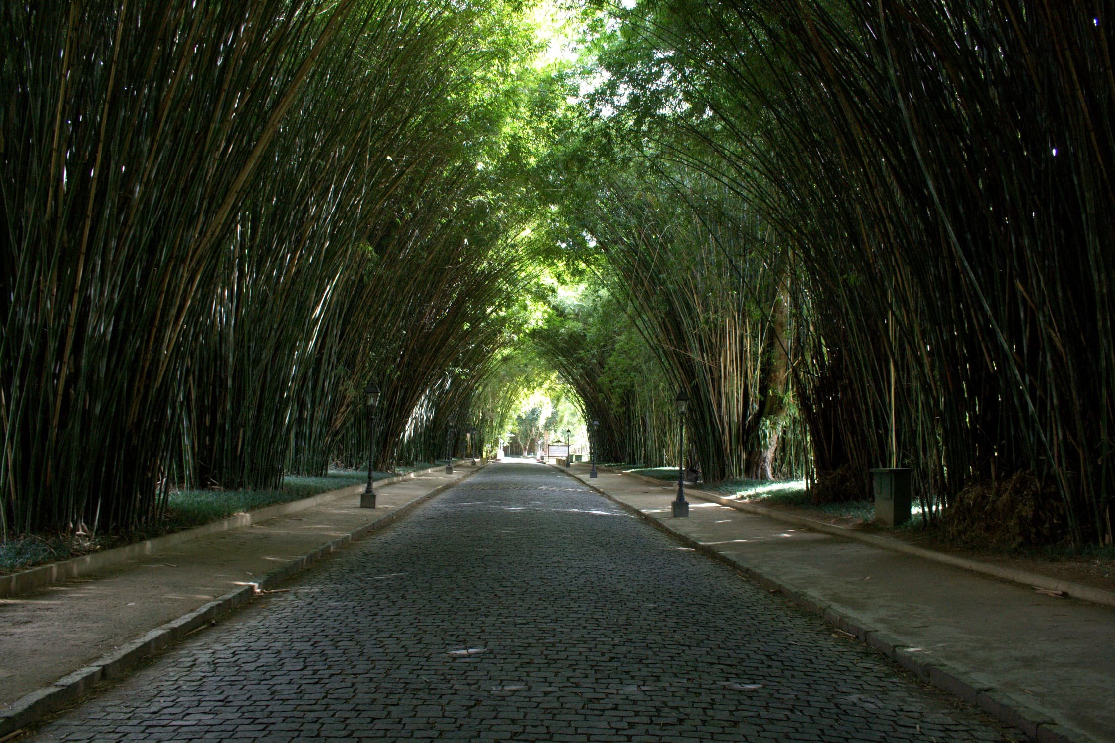 Túnel de bambú