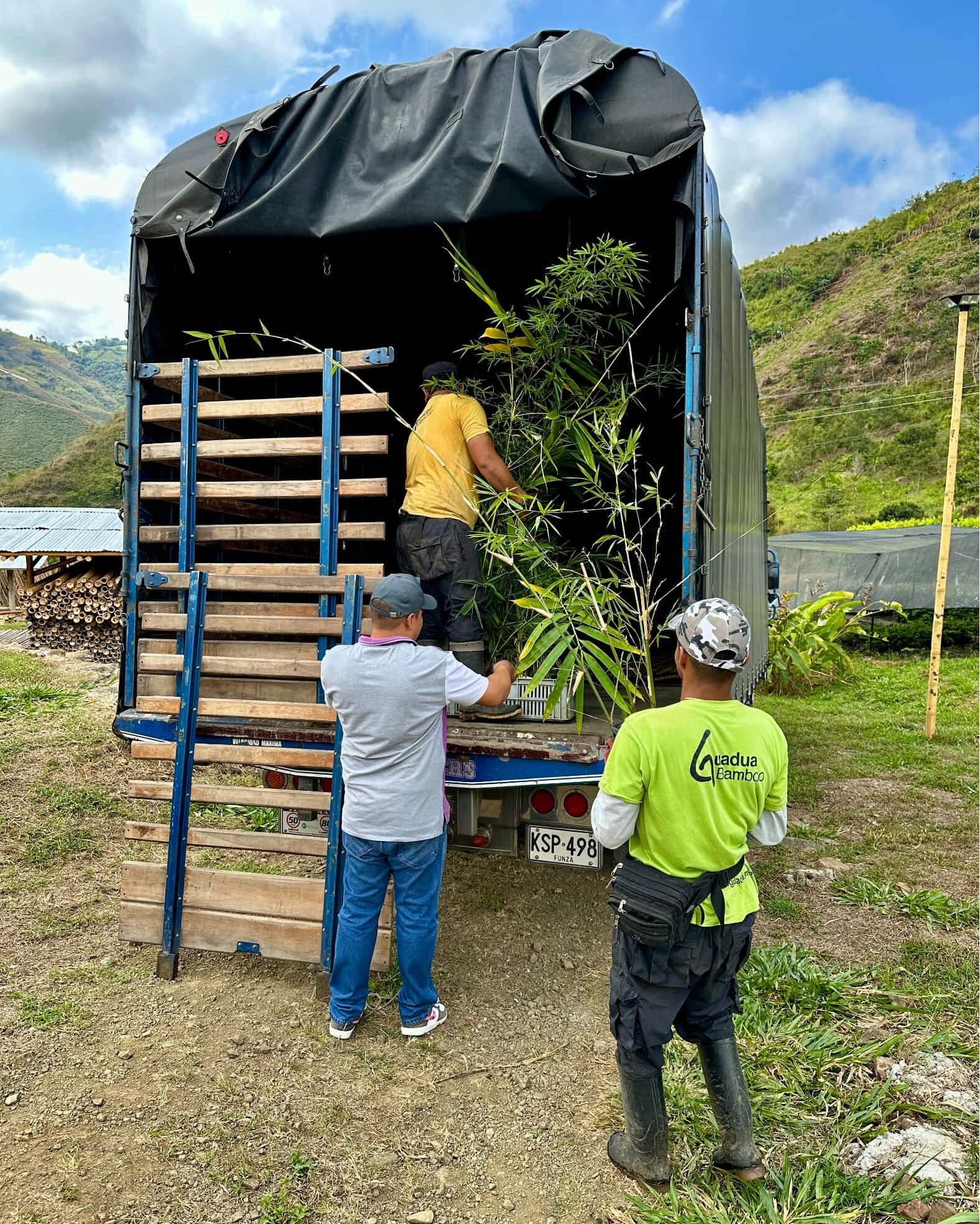 Env&iacute;o de diferentes especies de bamb&uacute; desde nuestro vivero a Sincelejo, Sucre, Colombia.
https://www.guaduabamboo.co/plantas