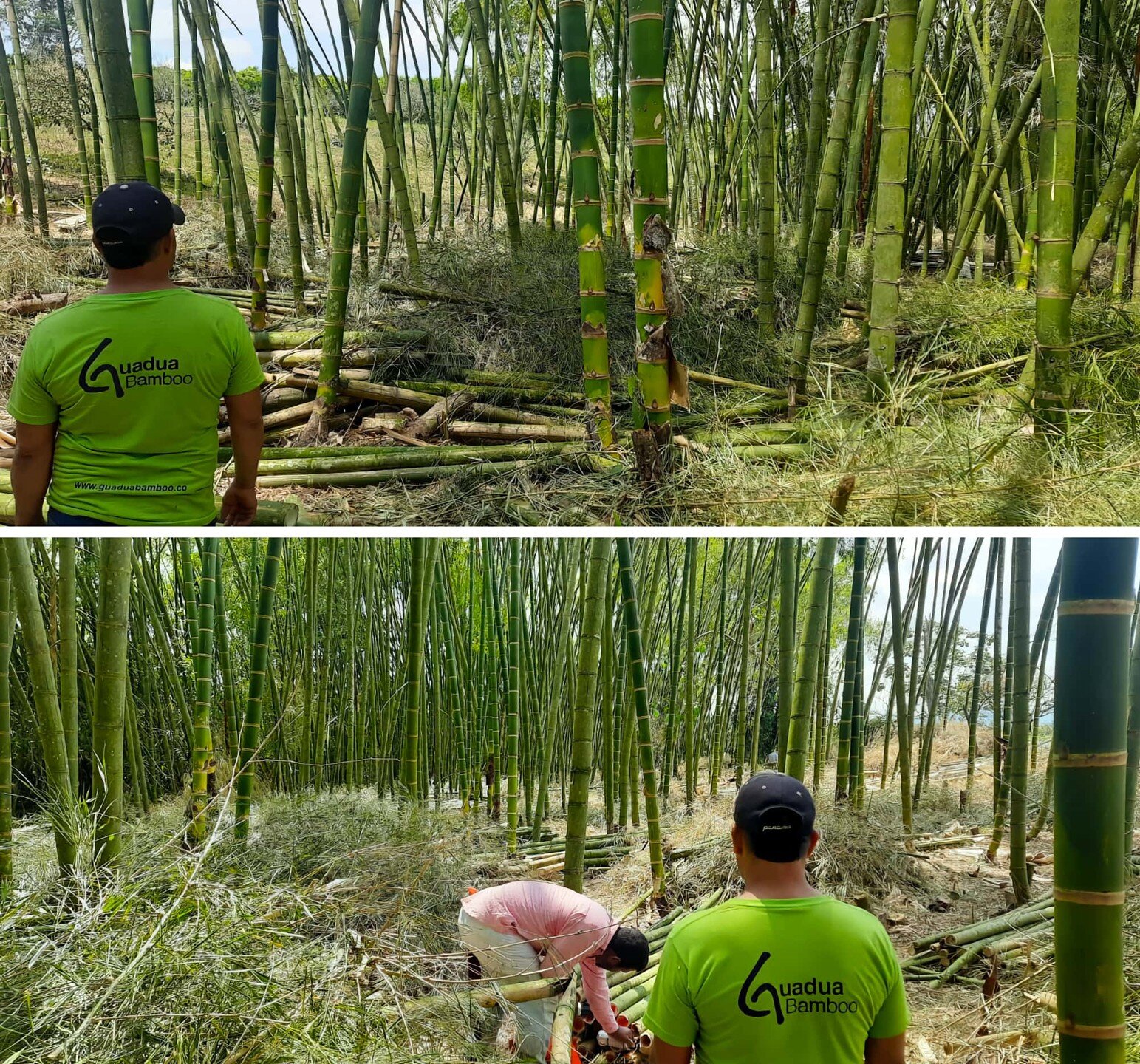 The Colombian 🇨🇴 government has established a rigorous certification system for bamboo production. This system ensures that bamboo is harvested responsibly, respecting ecological and socioeconomic principles. The certification process involves a th