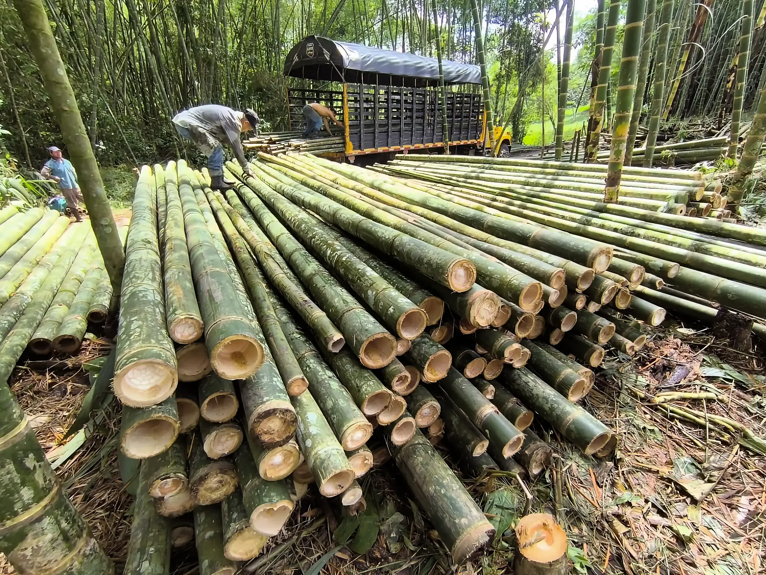 Colombia Está Sentada Sobre un Oro Verde Llamado Bambú… y Casi Nadie lo Está Sembrando