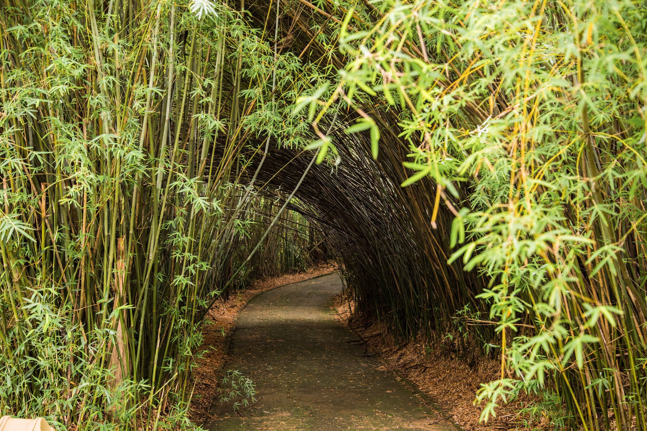 Túnel de bambú