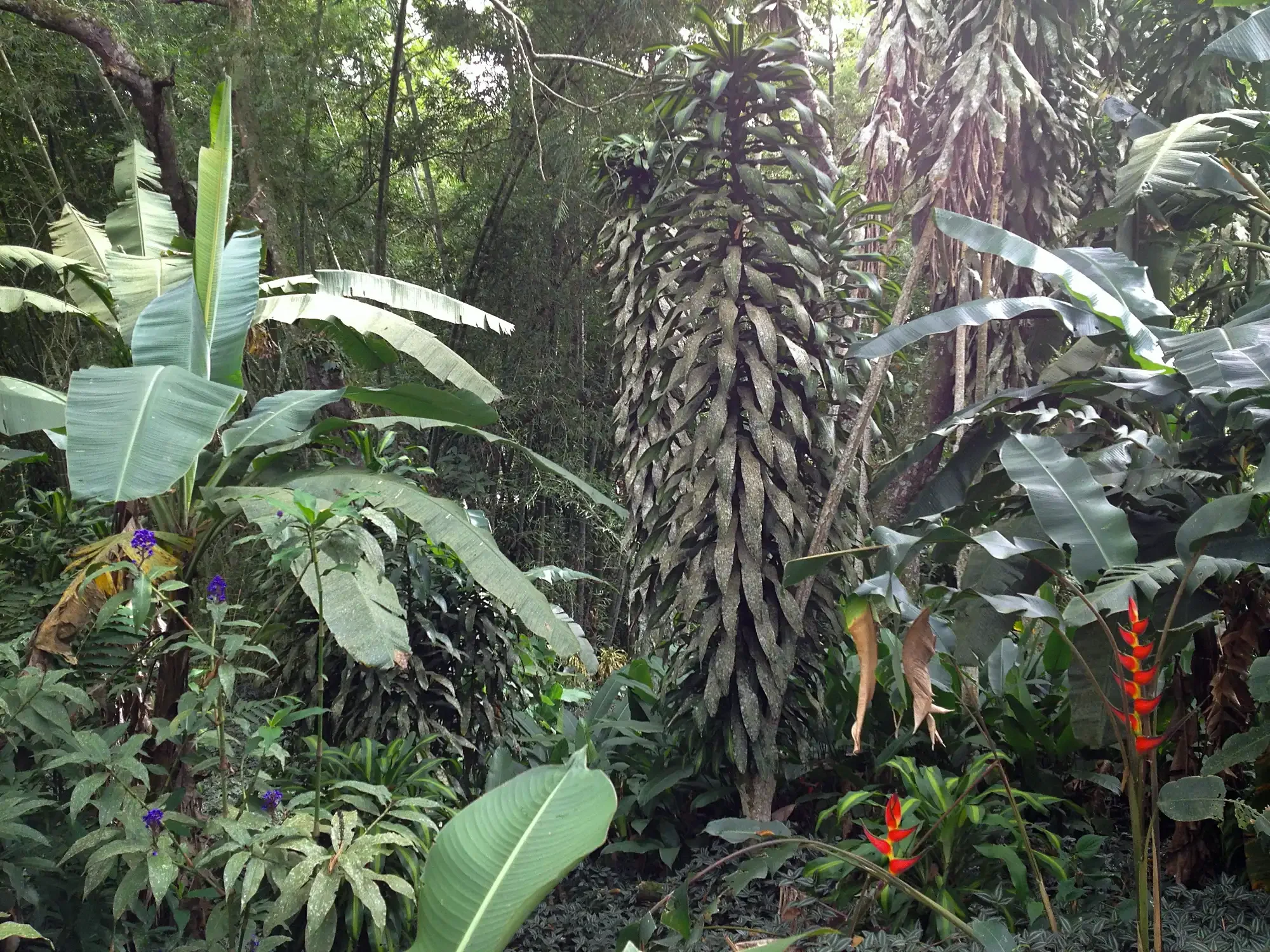 Heliconia bihai