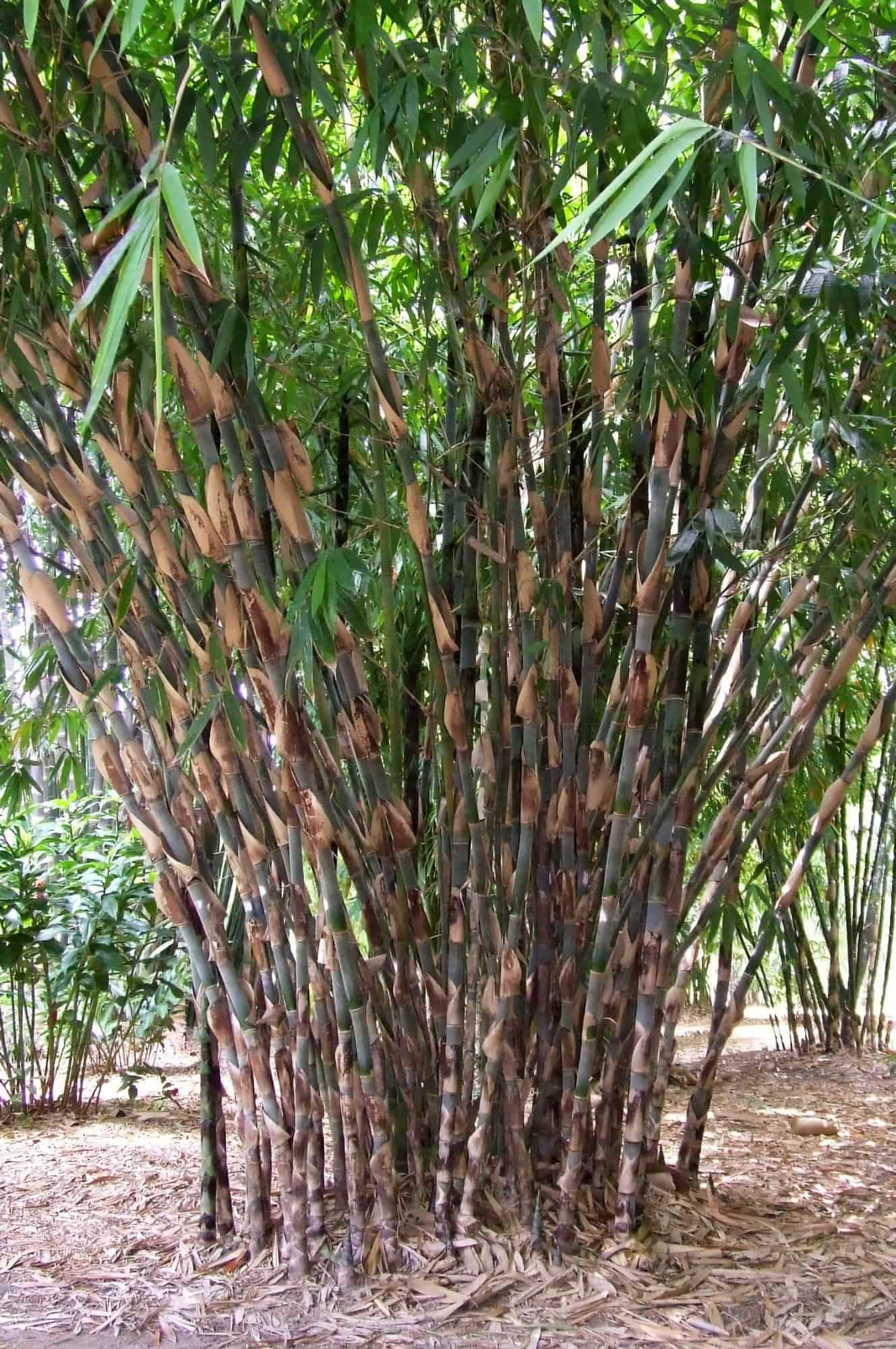 gigantochloa-apus-7.jpg