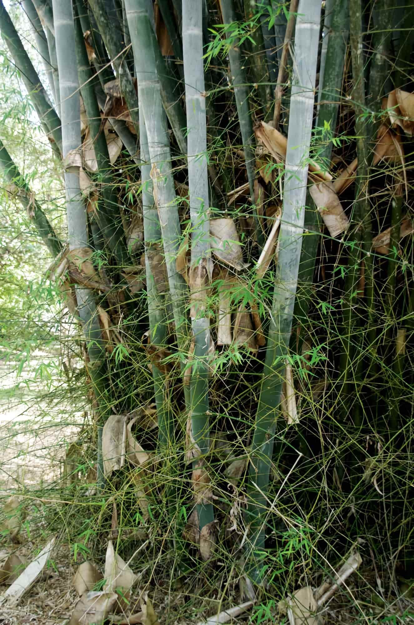 dendrocalamus-membranaceus-7.jpg
