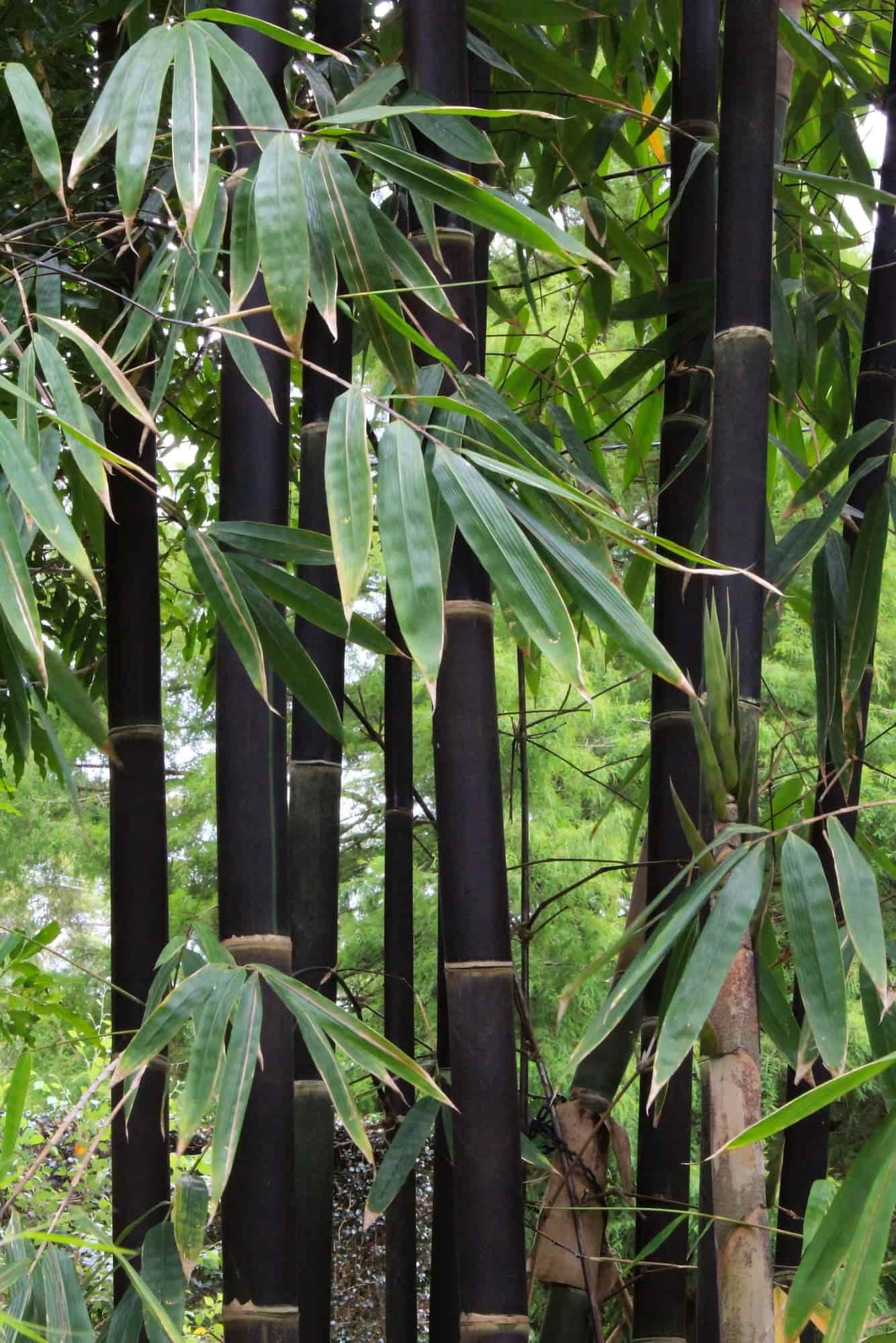 gigantochloa-atroviolacea-3.jpg