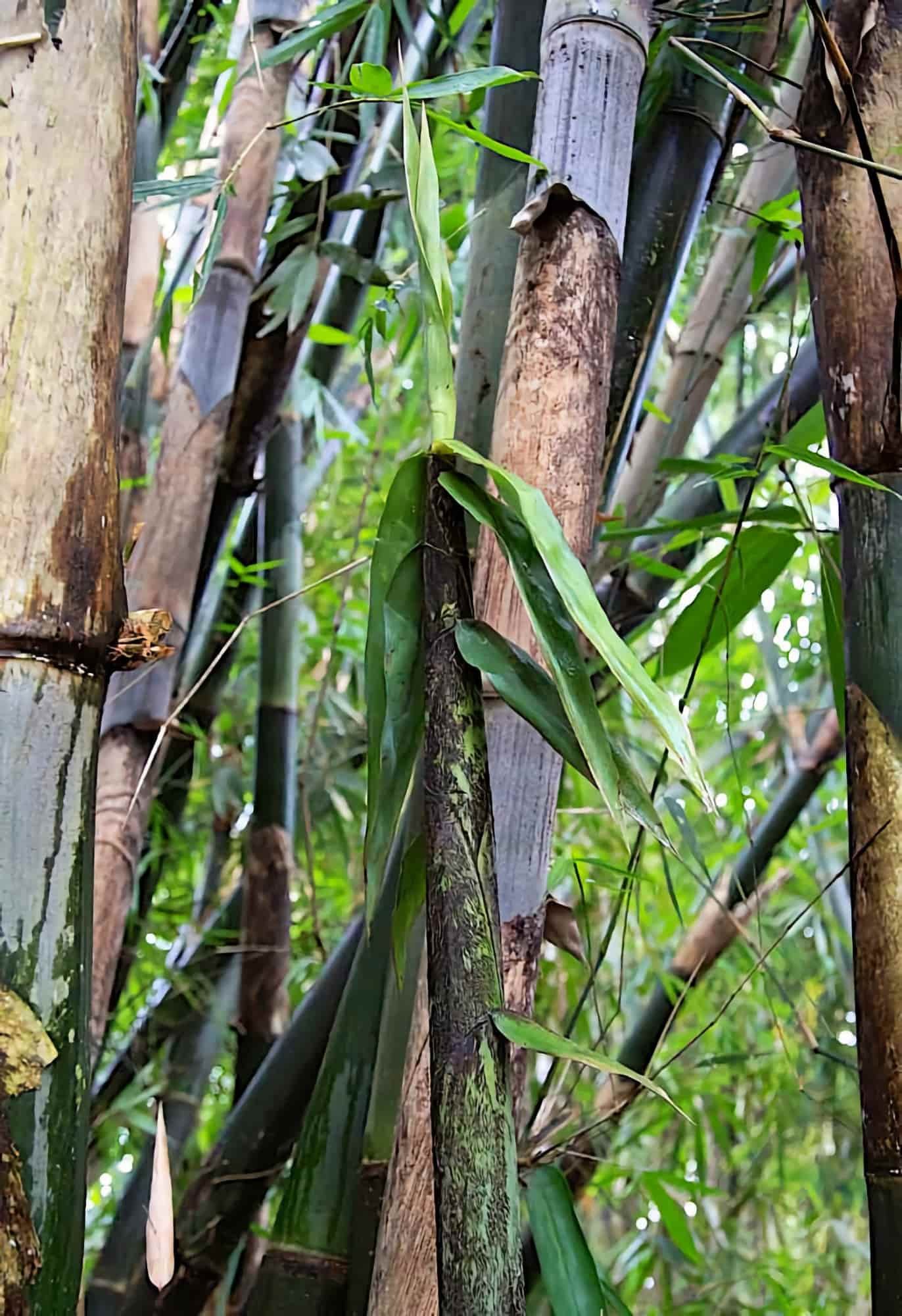 gigantochloa-apus-10.jpg