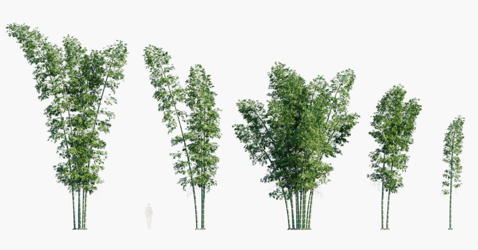 Guadua angustifolia ilustración