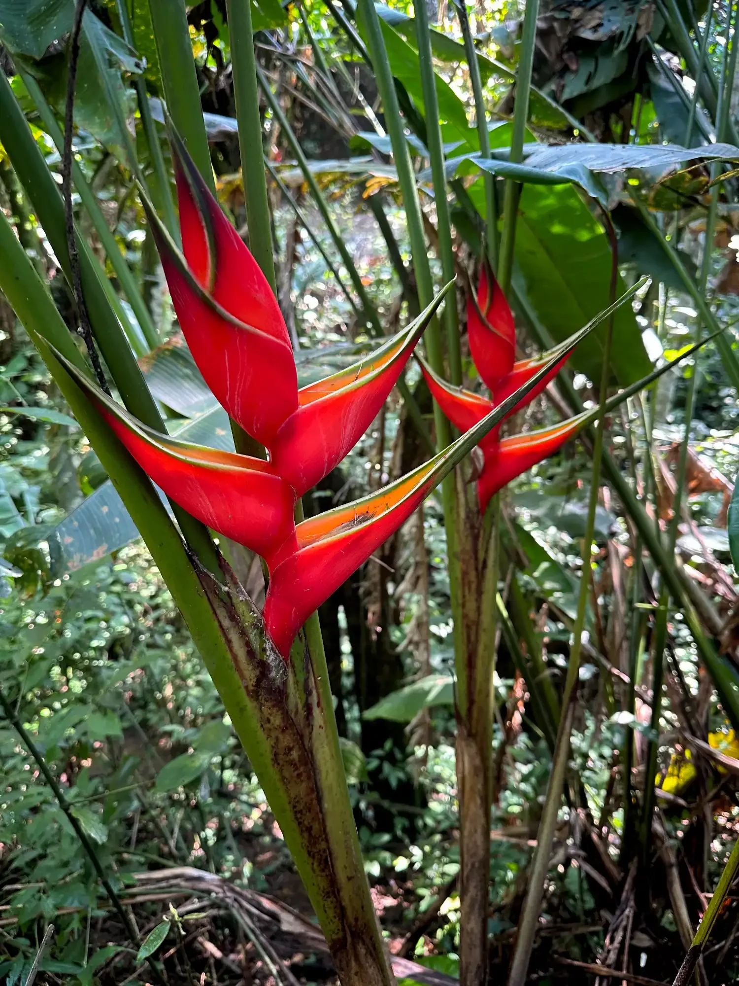 Heliconia bihai