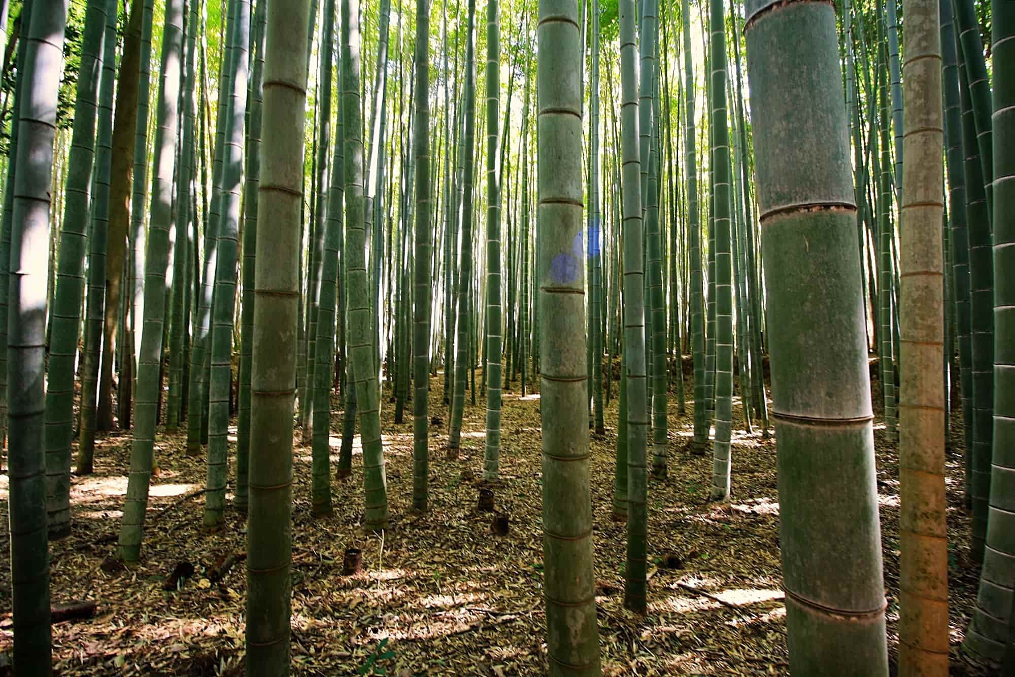 phyllostachys-edulis-2.jpg