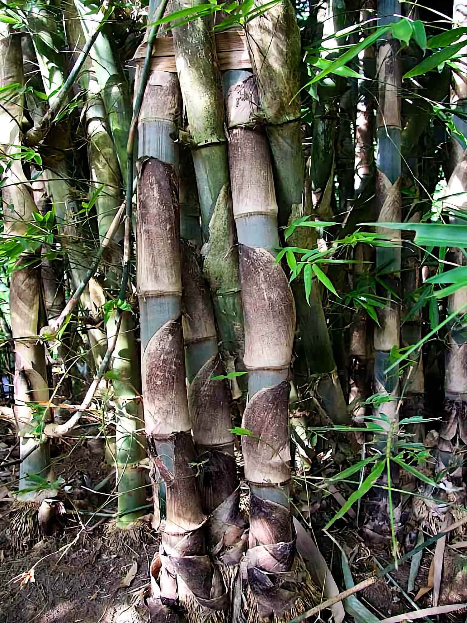 gigantochloa-apus-8.jpg