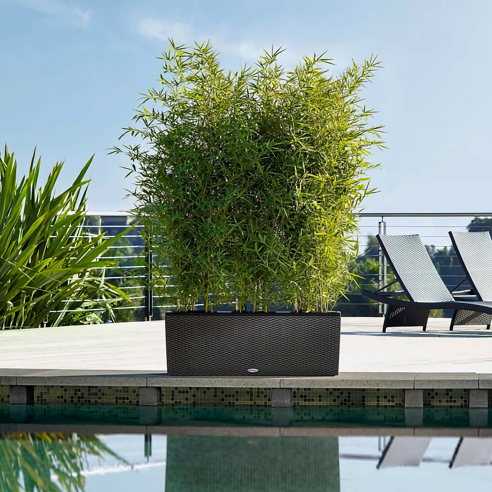 Bambu en Maceta - Phyllostachys aurea