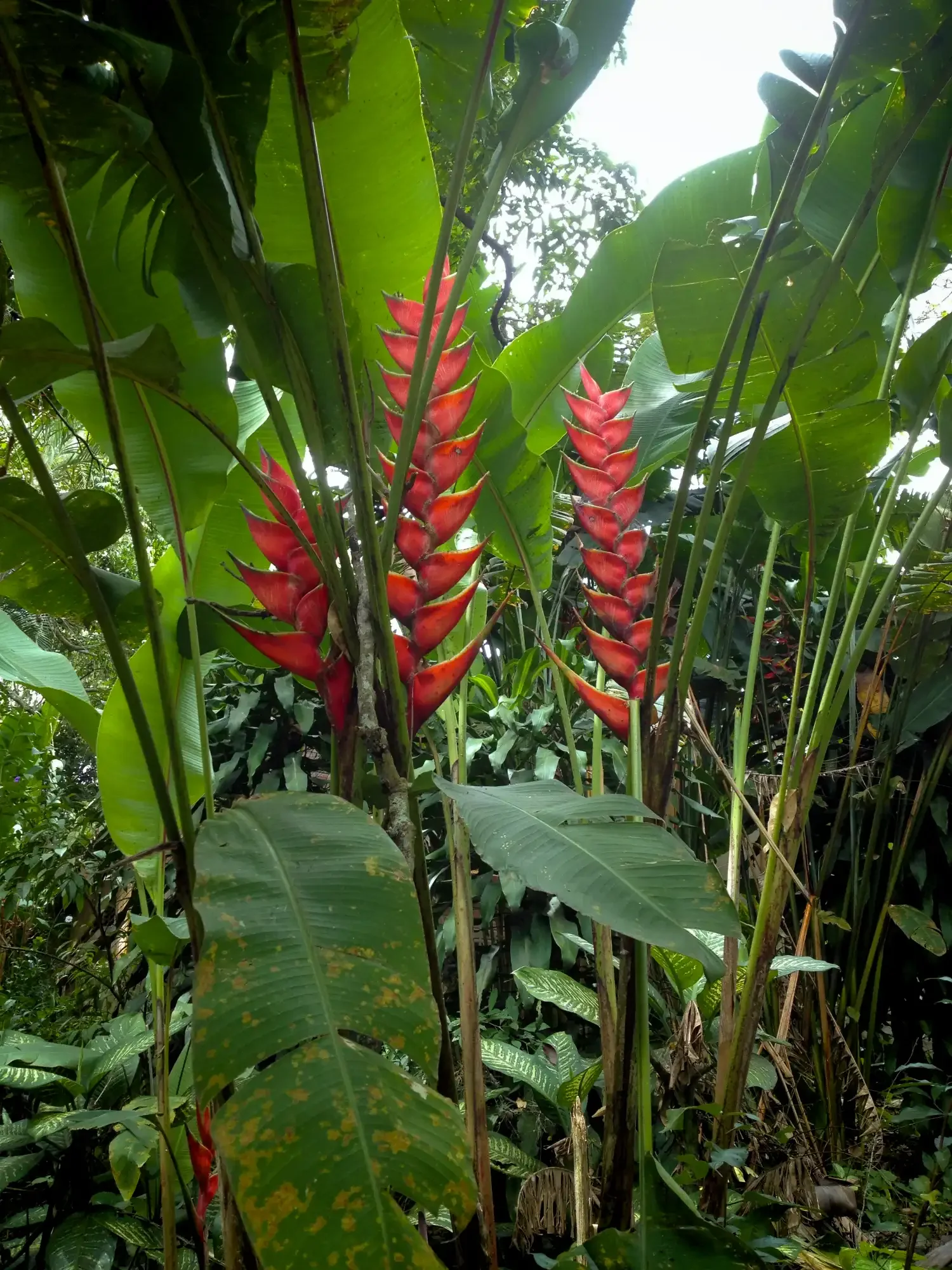 Heliconia bihai