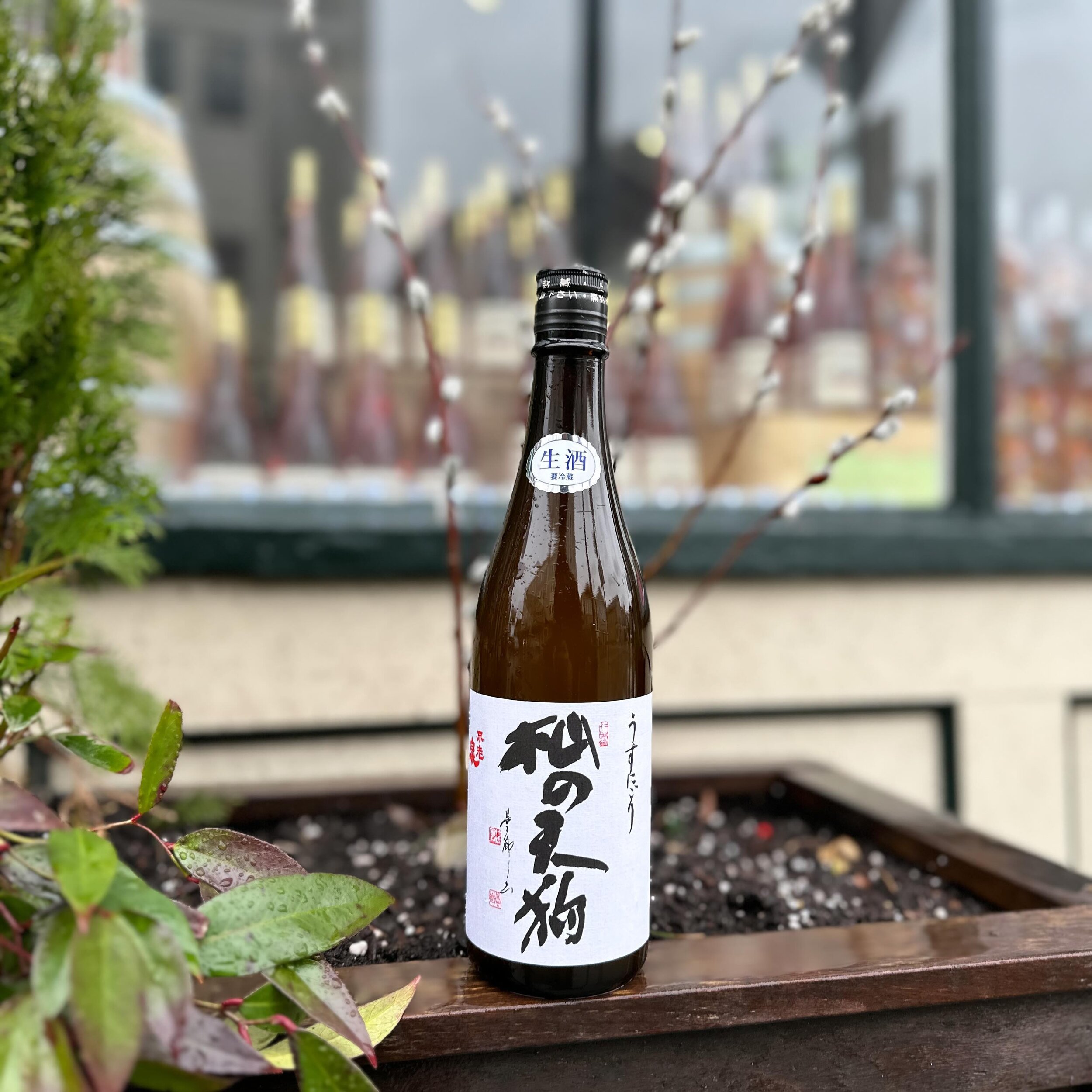 Nama season is upon us! Namazake is fresh sake that is unpasteurized which results in a more floral and aromatic flavor. These sake&rsquo;s need to be kept refrigerated the entirety of their trip from Japan so naturally we keep them in the fridge her