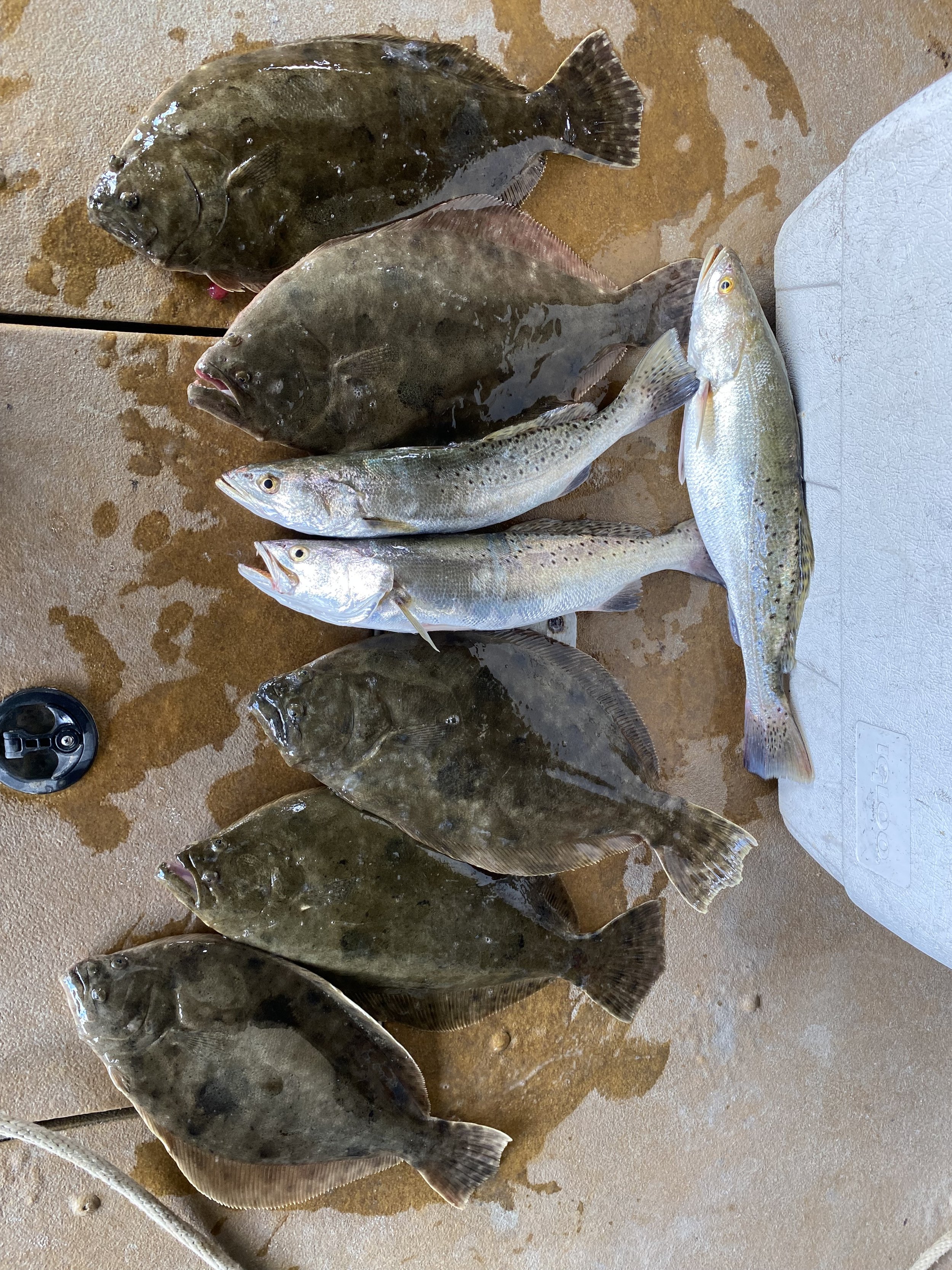Flounder-Trout.jpg