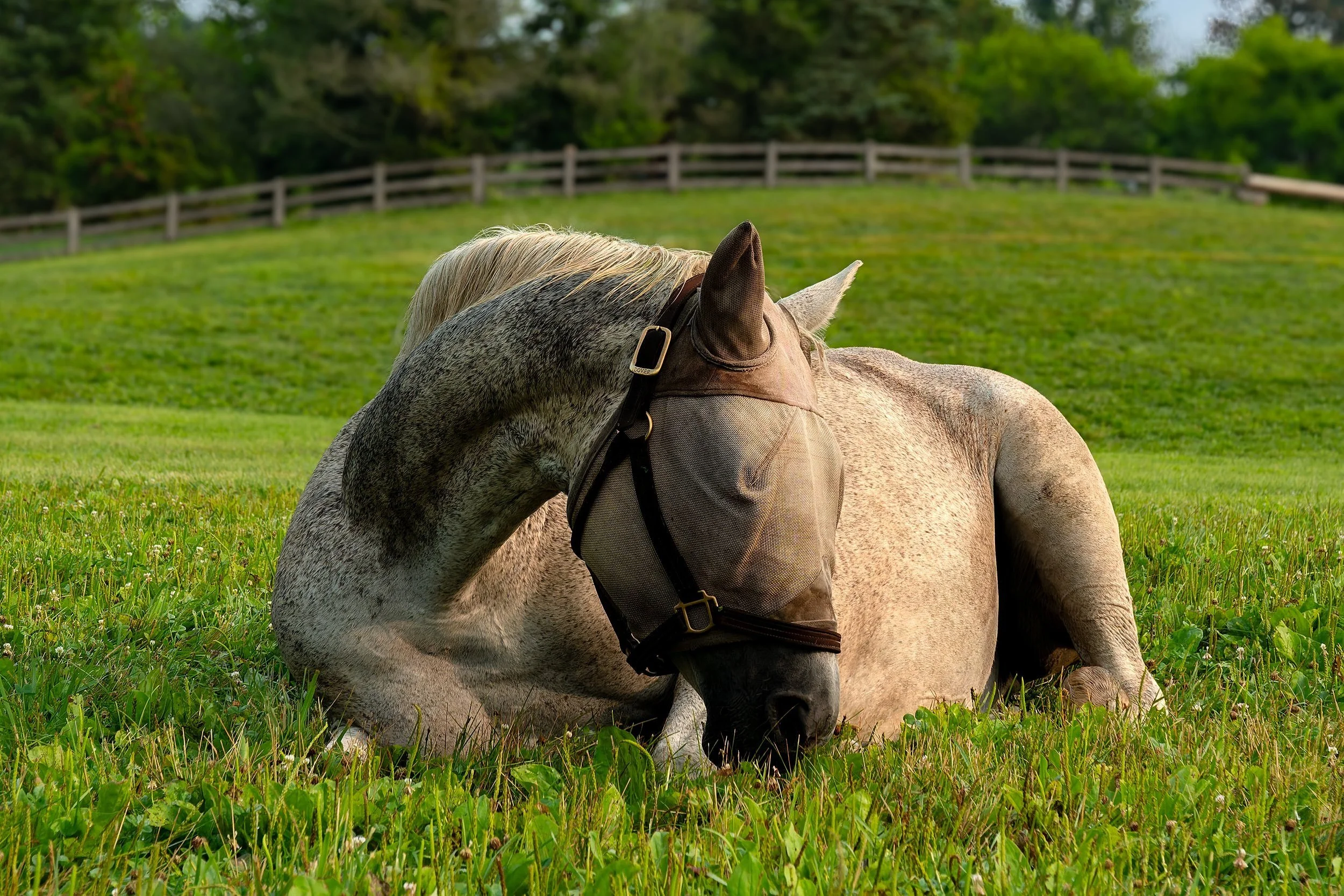 Horse1-.jpg