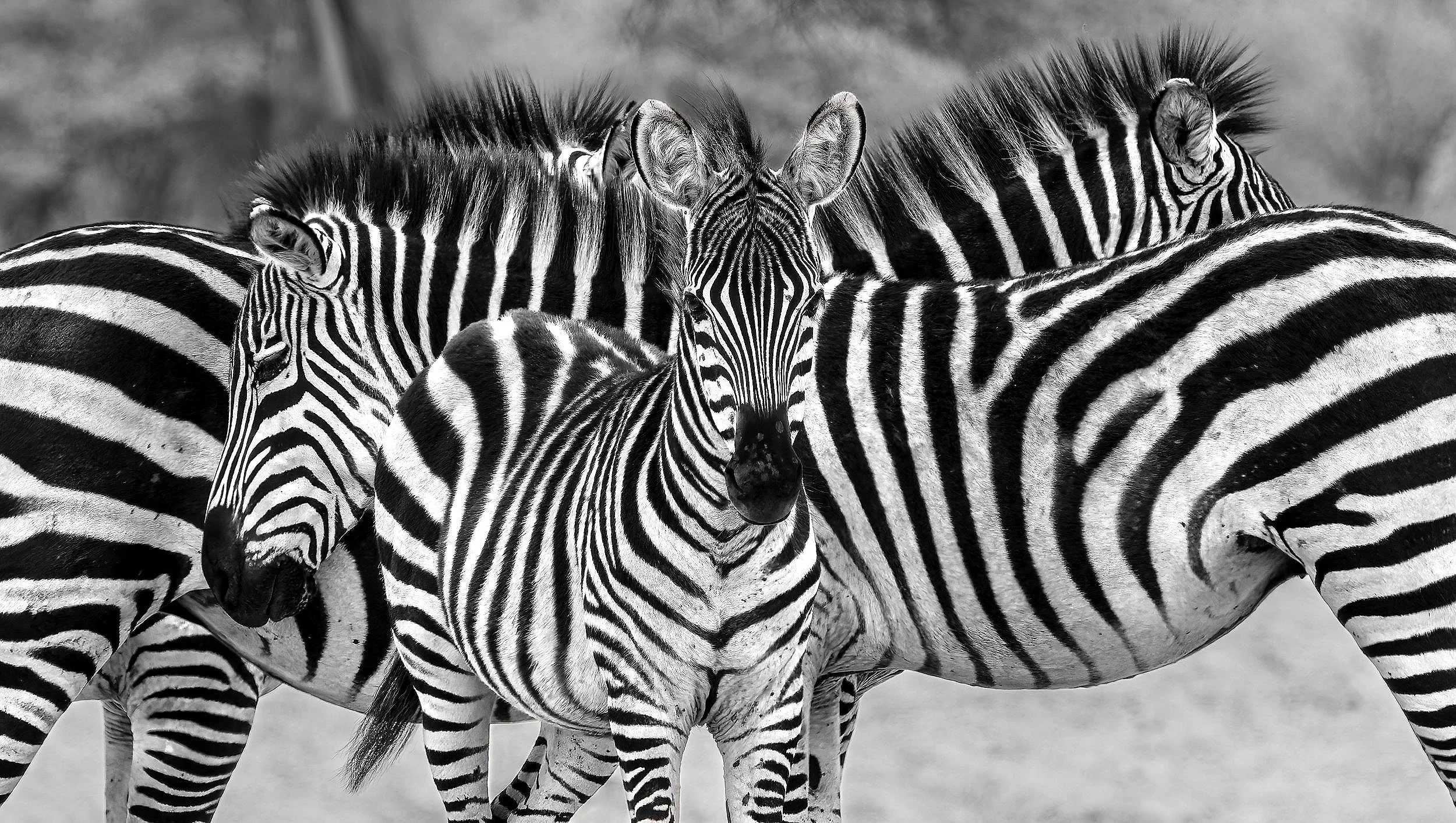 Zebras1.jpg