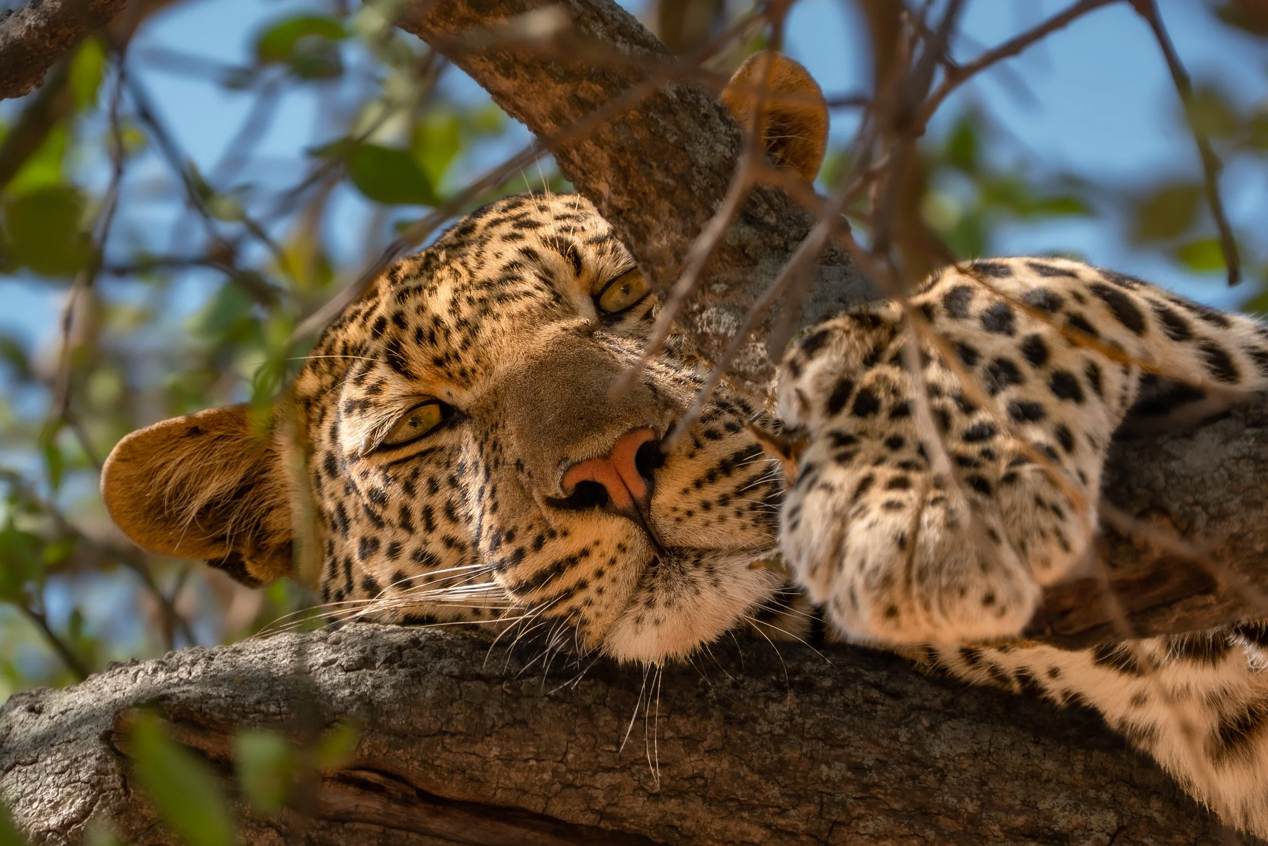 Tanzania 5 Star Final-112.jpg