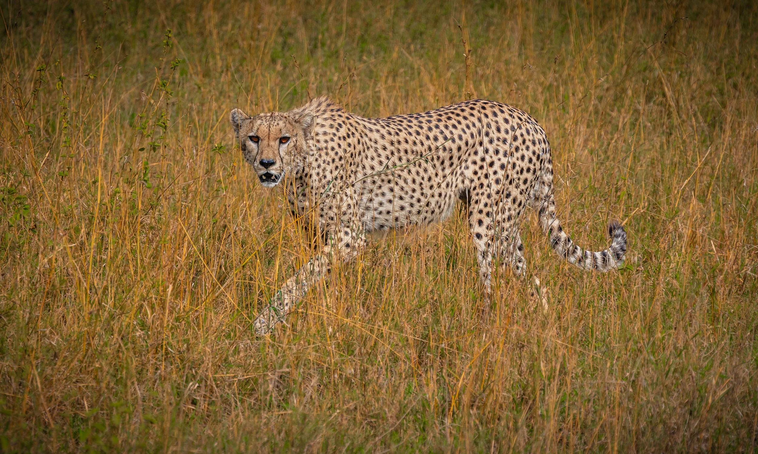 Cheetah stalking 6997.jpg