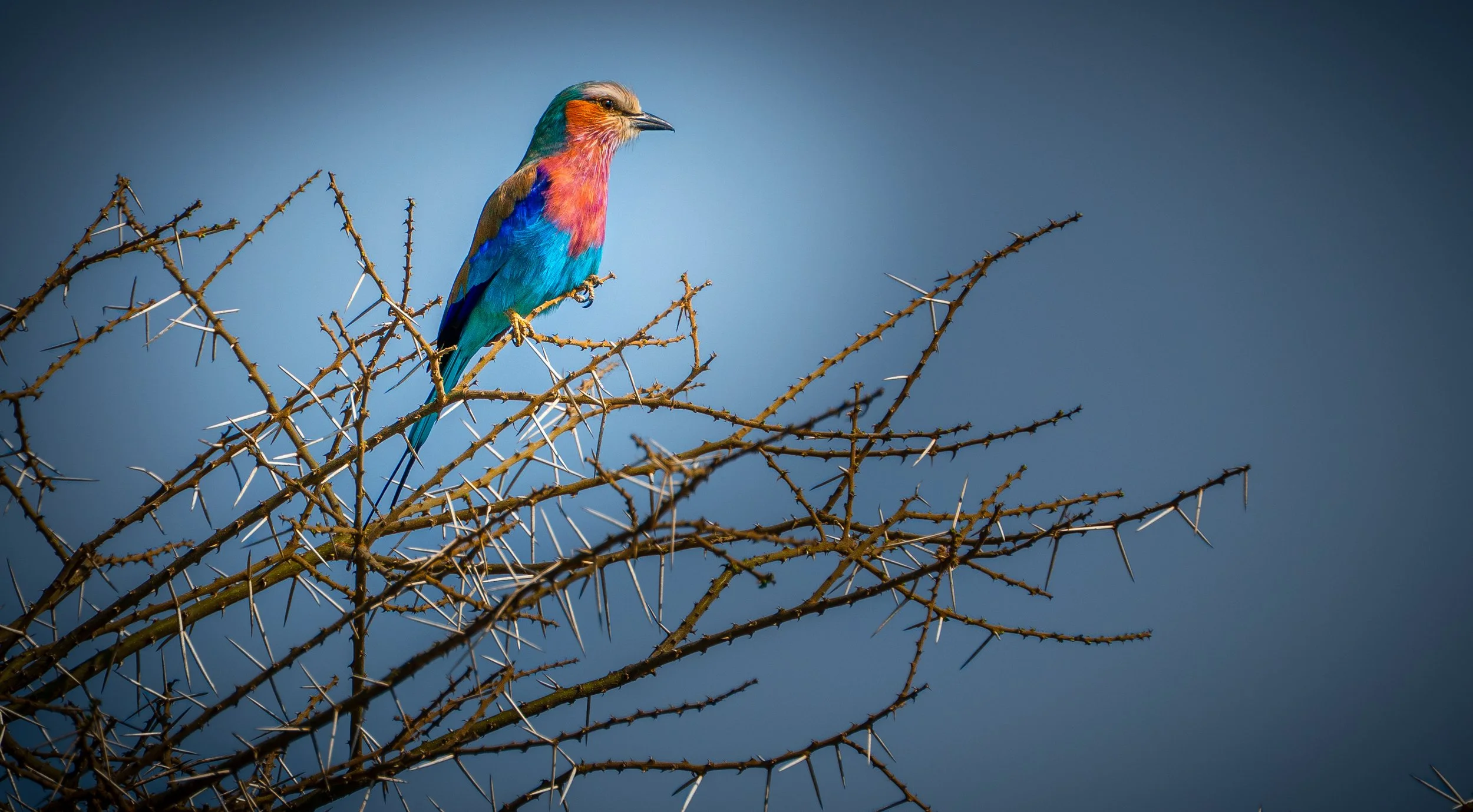 Colorful bird on branch 7621.jpg