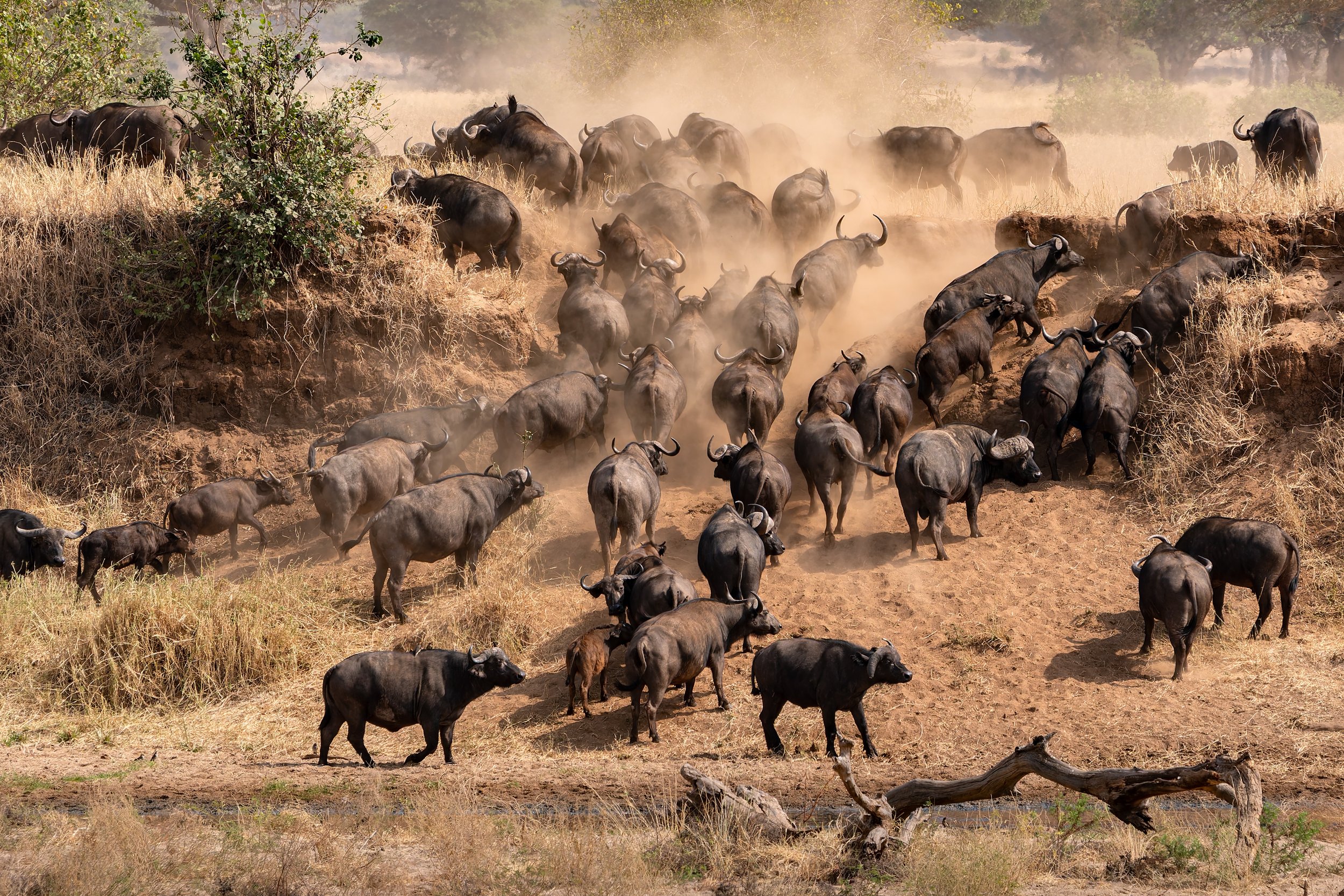 buffalo herd-2.jpg